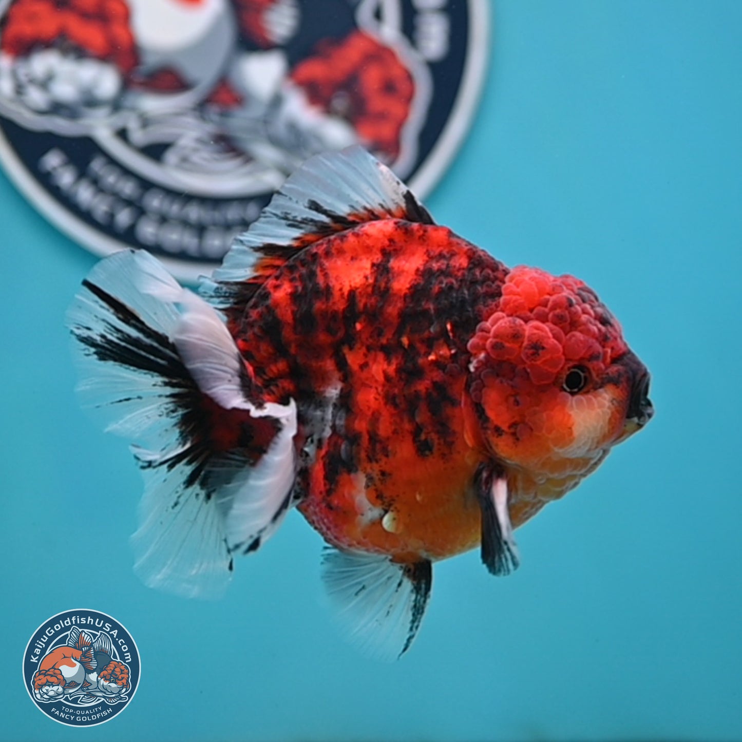 Tiger YuanBao Oranda 4 inches Body - Male (250404_OR06)