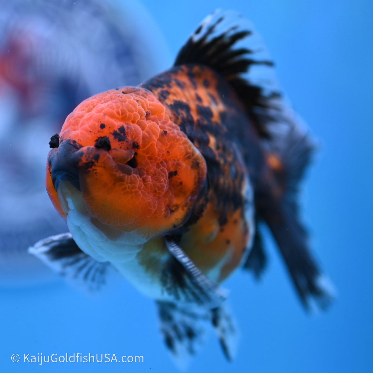 Shogun Godzilla Red Kirin Oranda 3.5in Body (240719_OR06) - Kaiju Goldfish USA