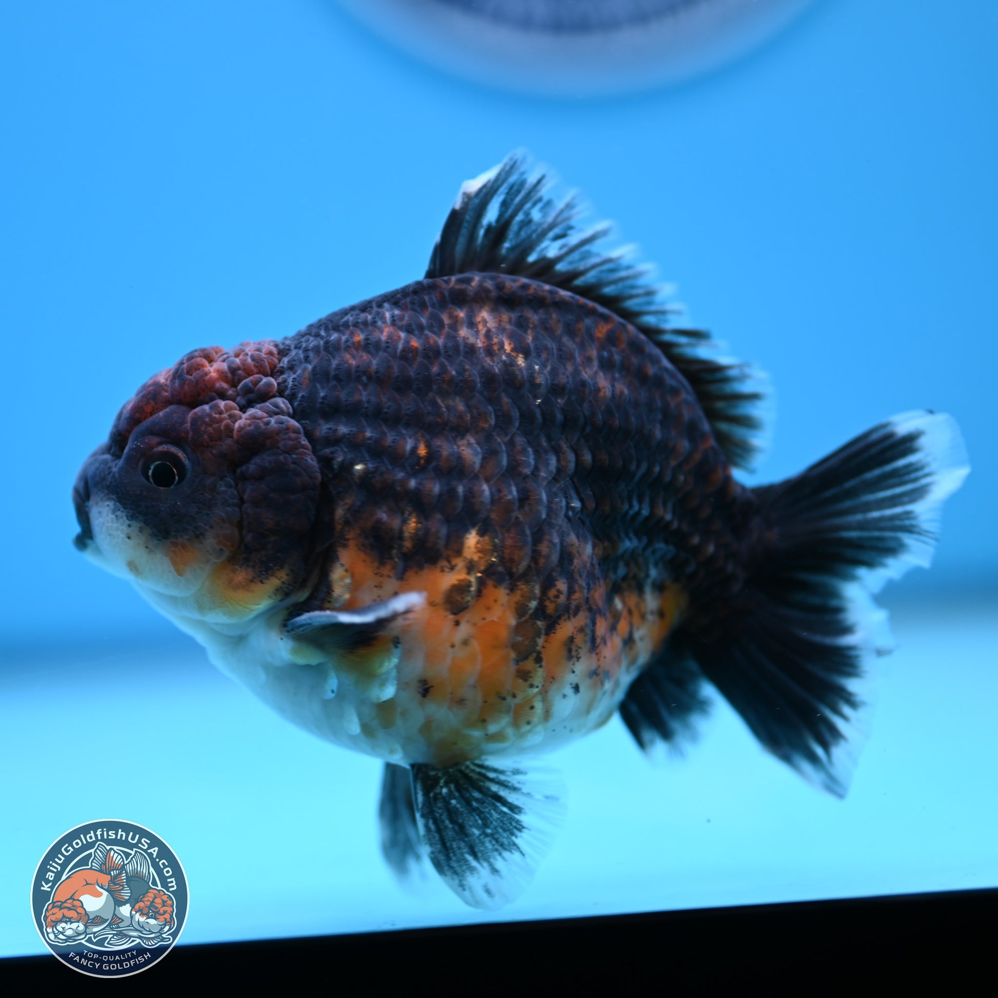 Shogun Kirin Oranda 4-4.5 inches (241004_OR06) - Kaiju Goldfish USA