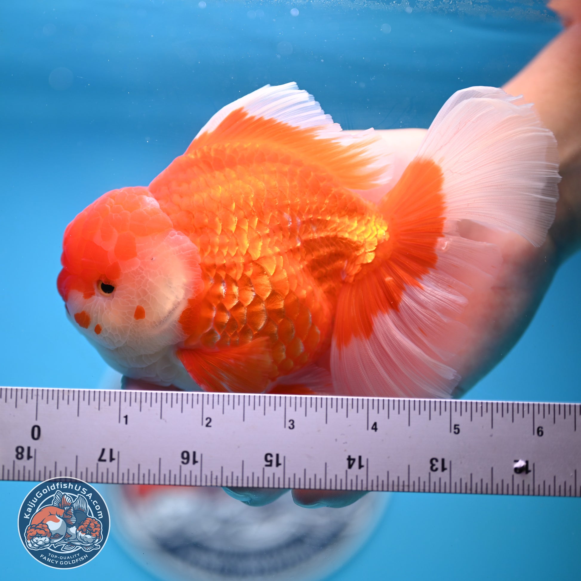 Red White Rose Tail Oranda 4-6.5 inches (240906_OR06) - Kaiju Goldfish USA