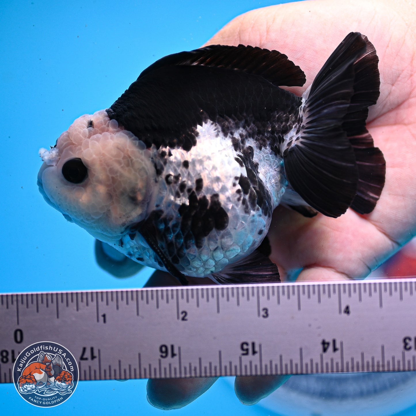 Panda YuanBao Oranda 3.5in Body (240830_OR06) - Kaiju Goldfish USA