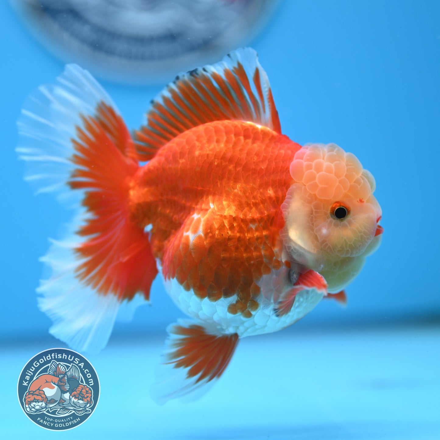 Jade Head Red White Rose Tail Oranda 3.5 inches Body (250509_OR06)