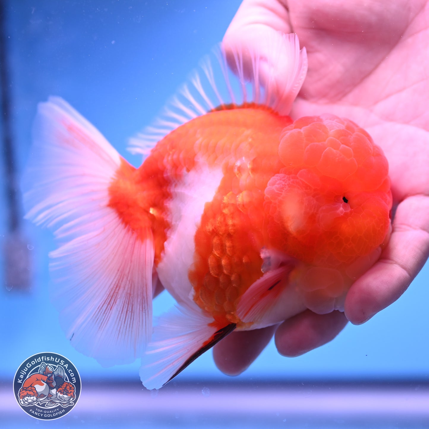 Sakura Rose Tail Oranda 3.75 inches Body - Male (250207_OR06)