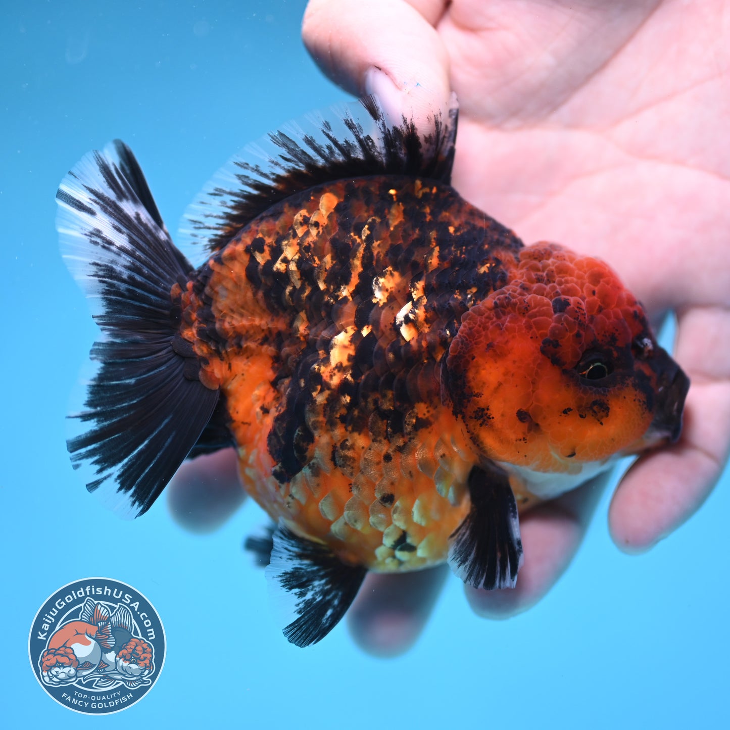 Shogun Tiger Oranda 3.5 inches Body (250606_OR06)