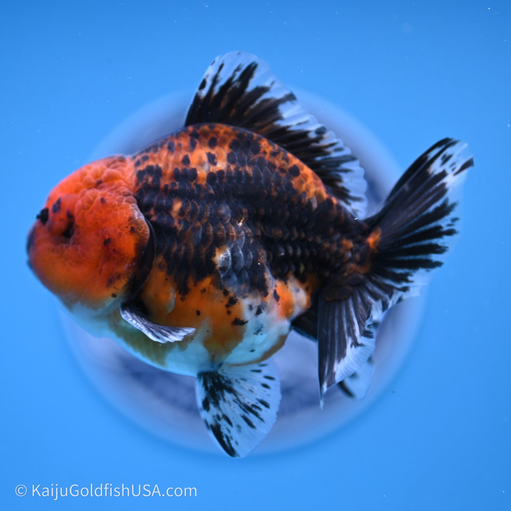 Shogun Godzilla Red Kirin Oranda 3.5in Body (240719_OR06) - Kaiju Goldfish USA