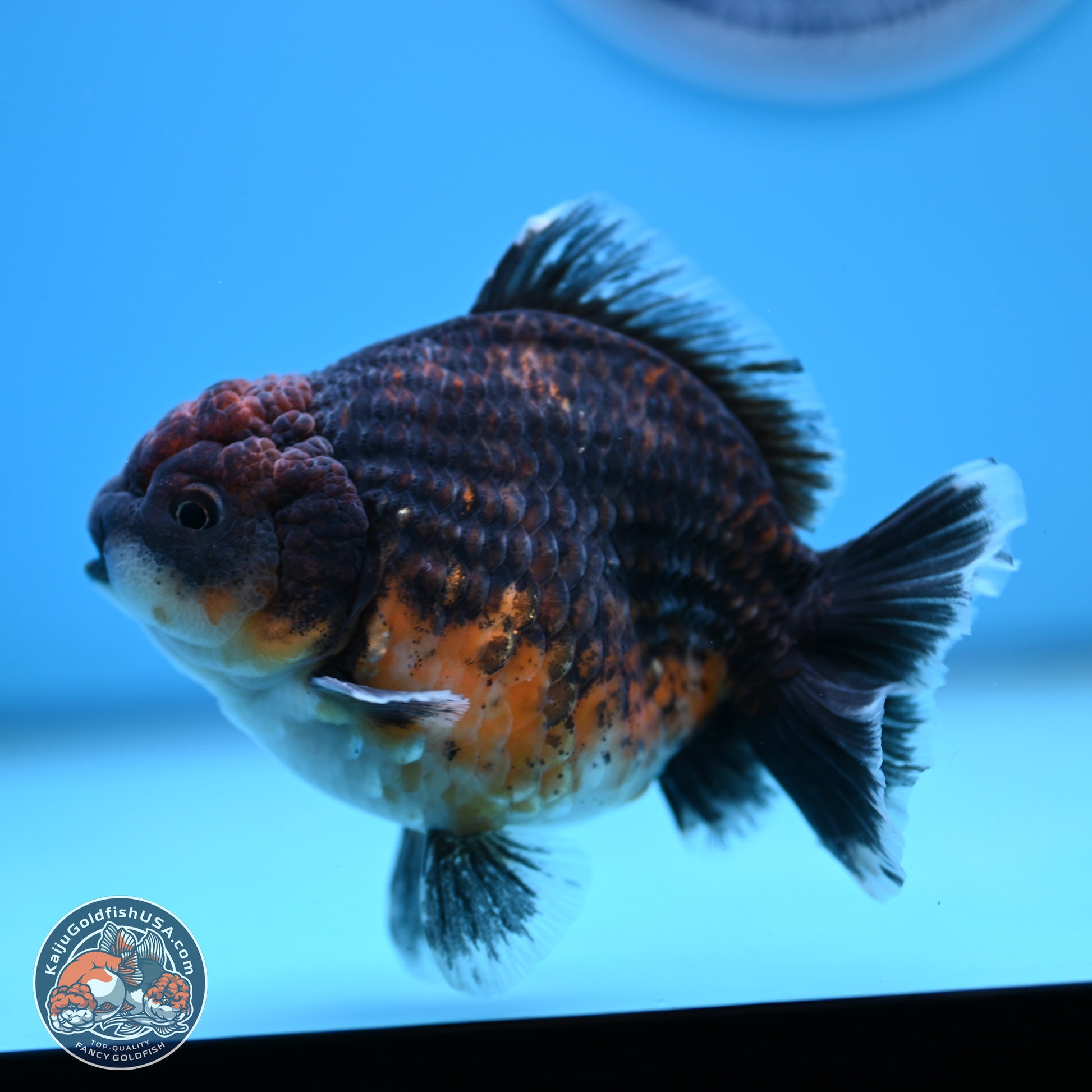 Shogun Kirin Oranda 4-4.5 inches (241004_OR06) - Kaiju Goldfish USA