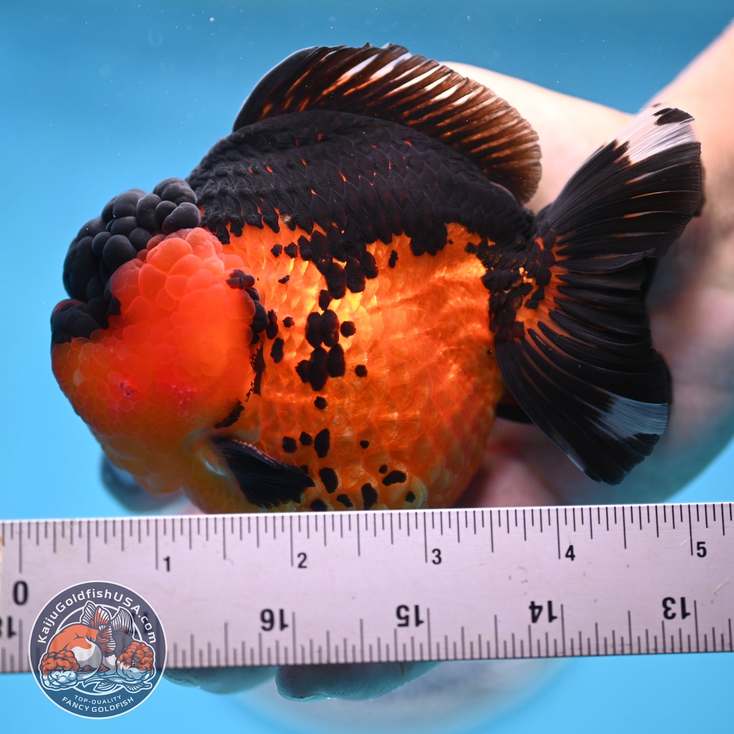 Oranda inch Body (250812_OR03)