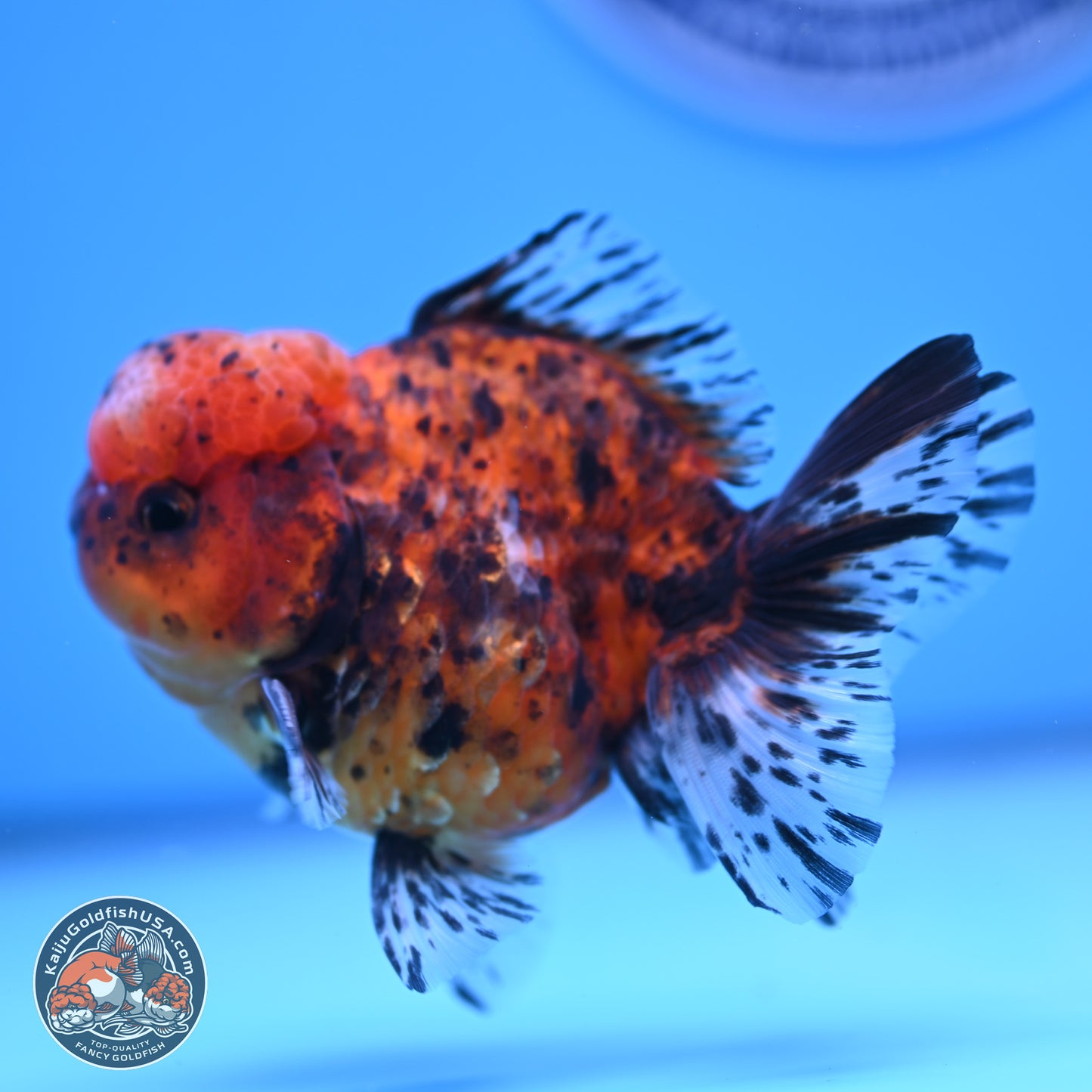 Shogun Tricolor Tiger Oranda 3.5in Body (240816_OR06) - Kaiju Goldfish USA