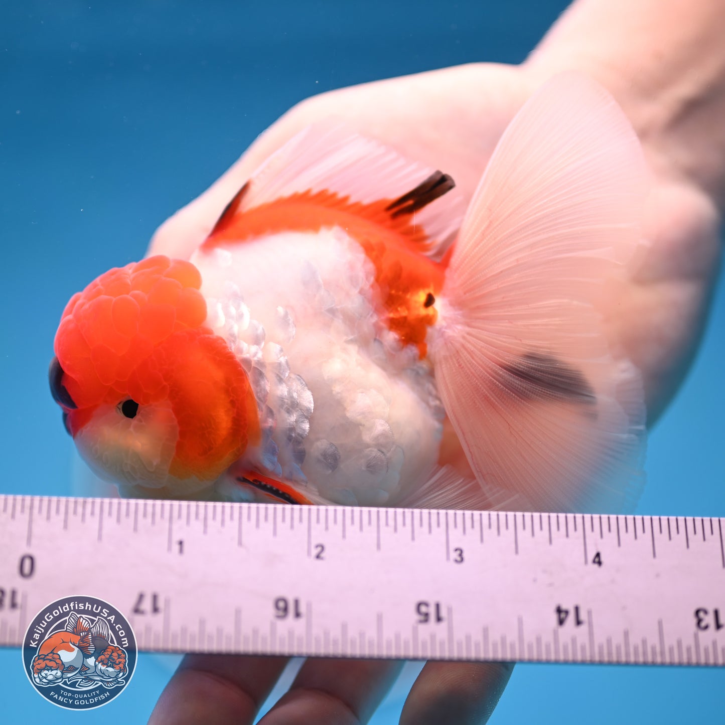 Tricolor Sakura Rose Tail Oranda 3 inches Body - Male (250314_OR06)