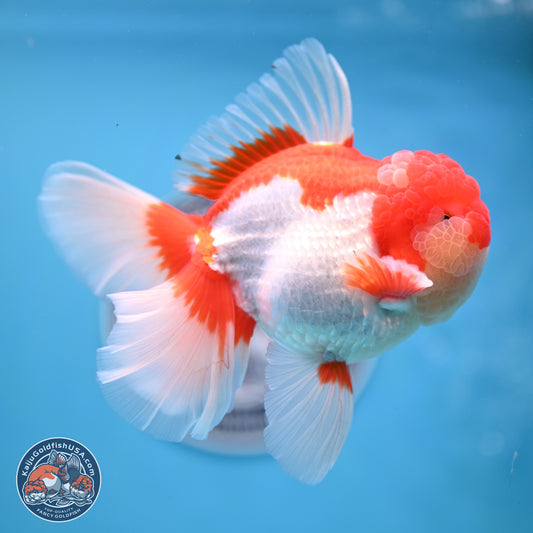 Jade Seal Red White Rose Tail Oranda 4 inches Body - Male (250221_OR07)