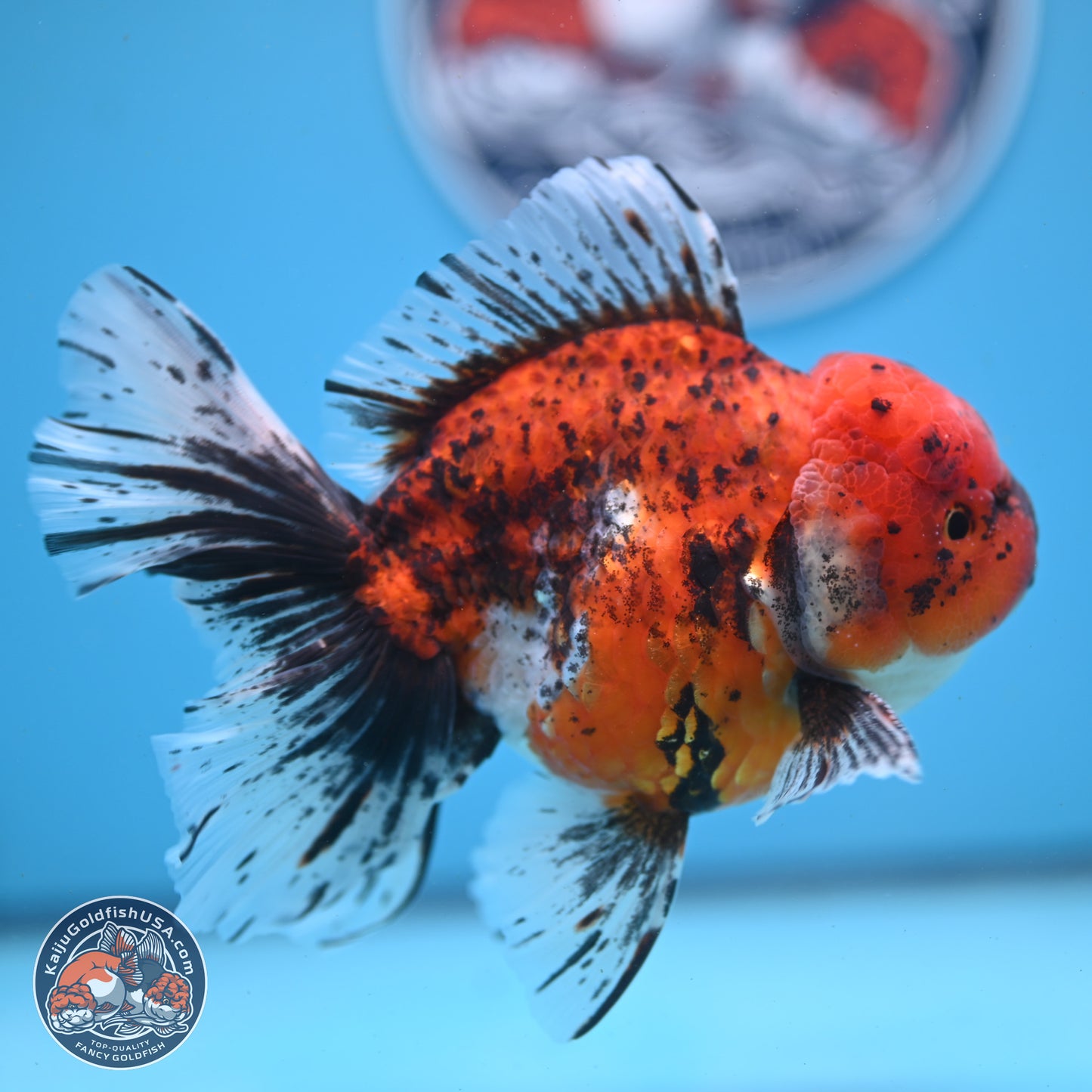 Tricolor Tiger Rose Tail Oranda 6 inches - Male (241122_OR06) - Kaiju Goldfish USA