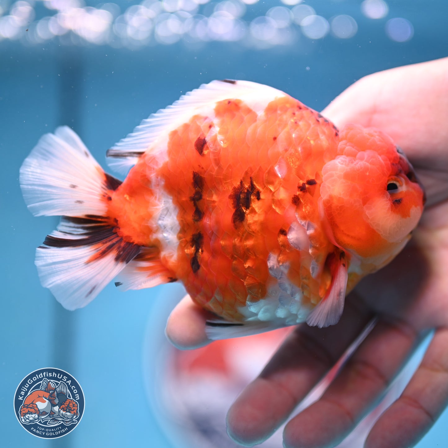 Tricolor Sakura YuanBao Oranda 3.75 inches Body - Male (241227_OR06) - Kaiju Goldfish USA