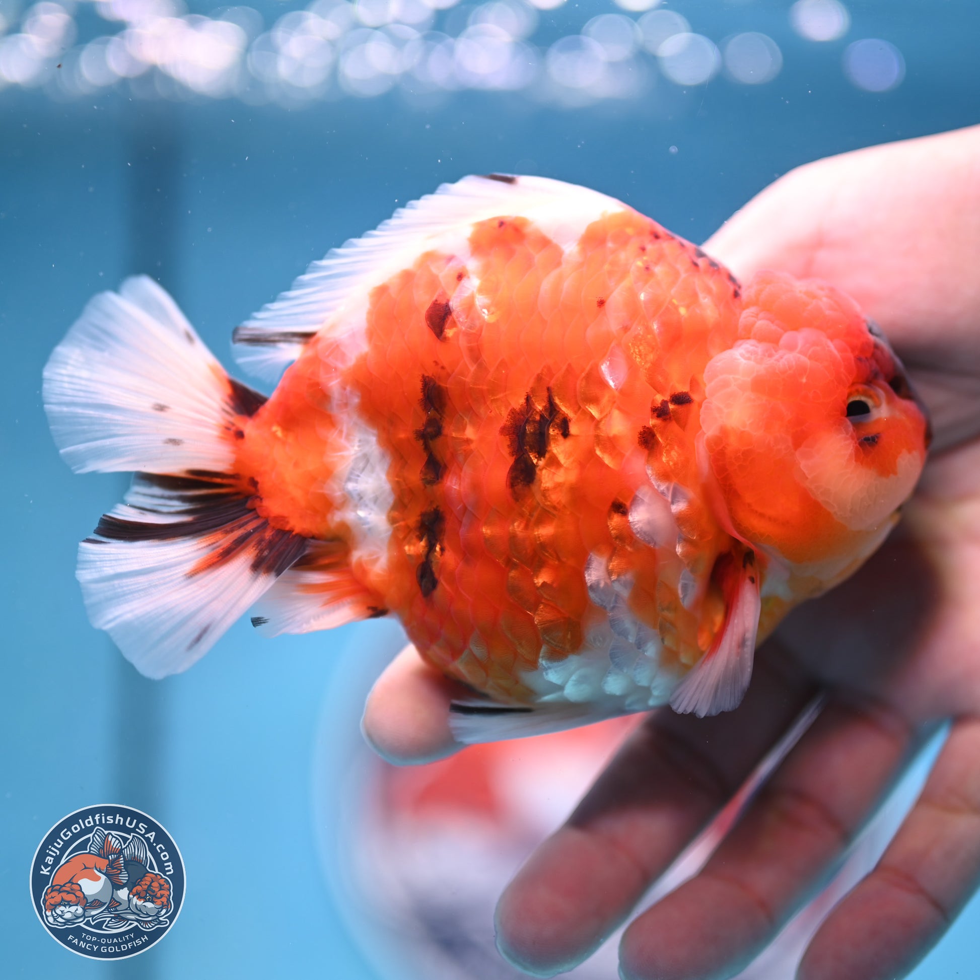 Tricolor Sakura YuanBao Oranda 3.75 inches Body - Male (241227_OR06) - Kaiju Goldfish USA