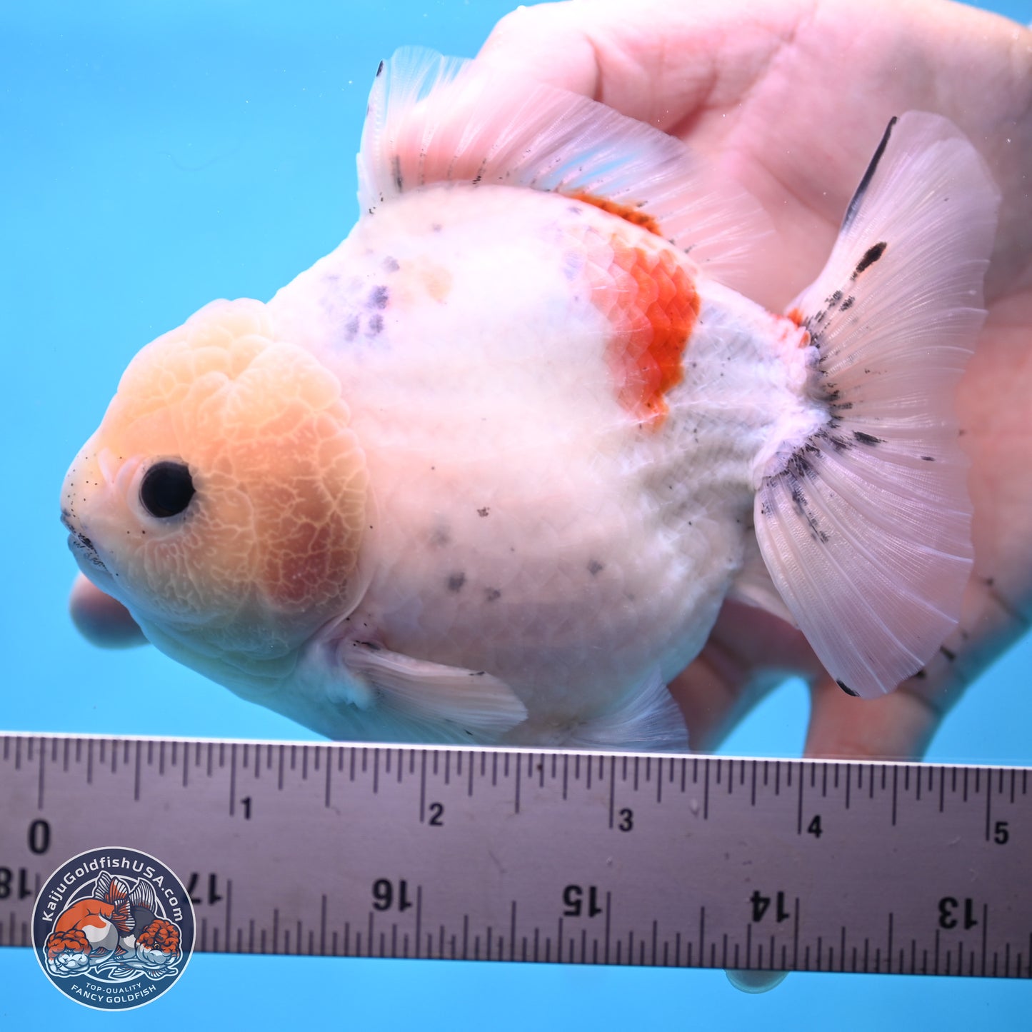 Calico YuanBao Oranda 5 inches - Male (241115_OR06) - Kaiju Goldfish USA