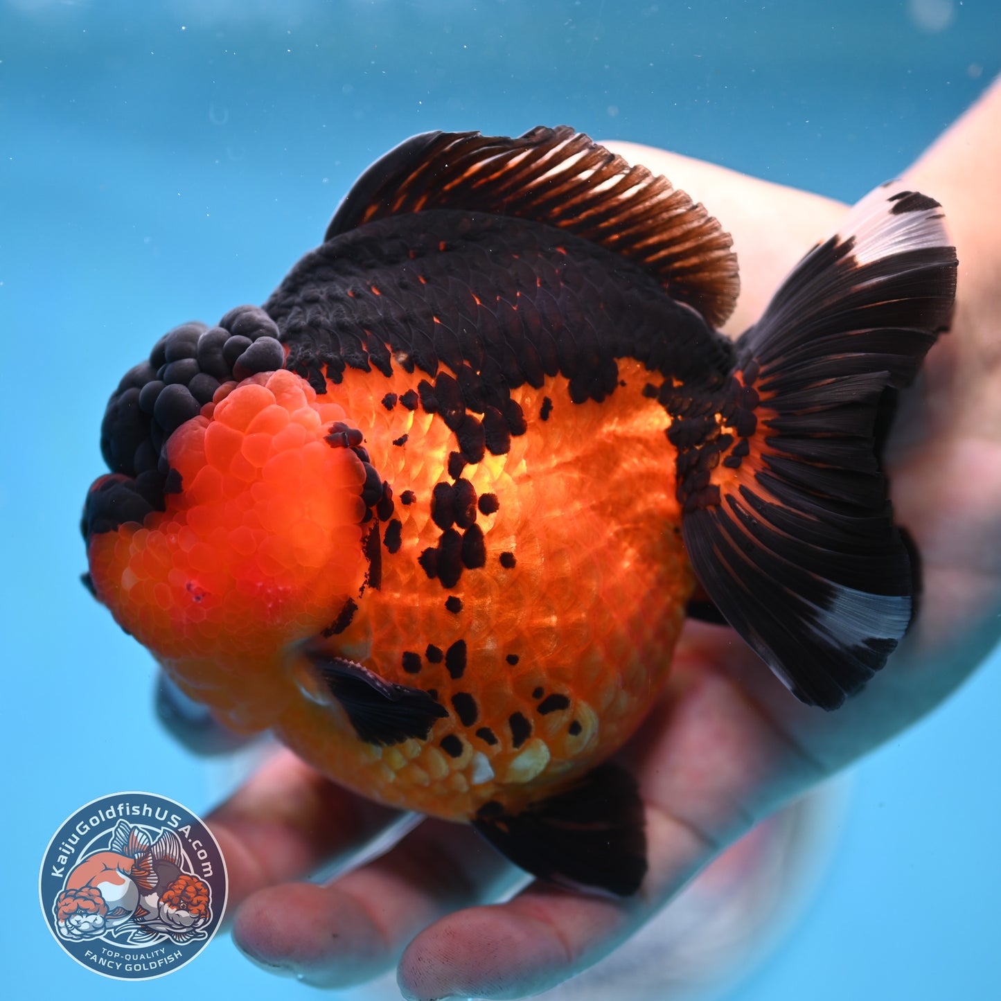 Oranda inch Body (250812_OR03)