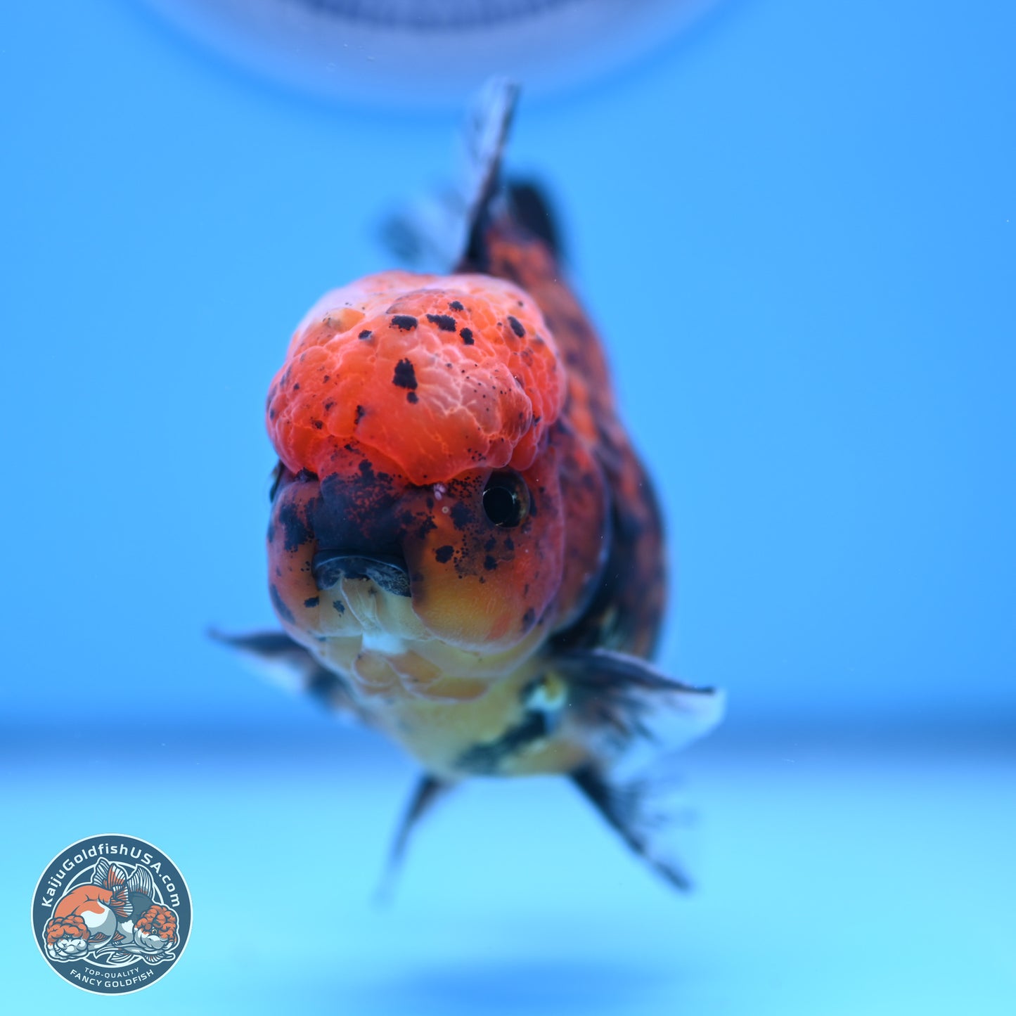 Shogun Tricolor Tiger Oranda 3.5in Body (240816_OR06) - Kaiju Goldfish USA