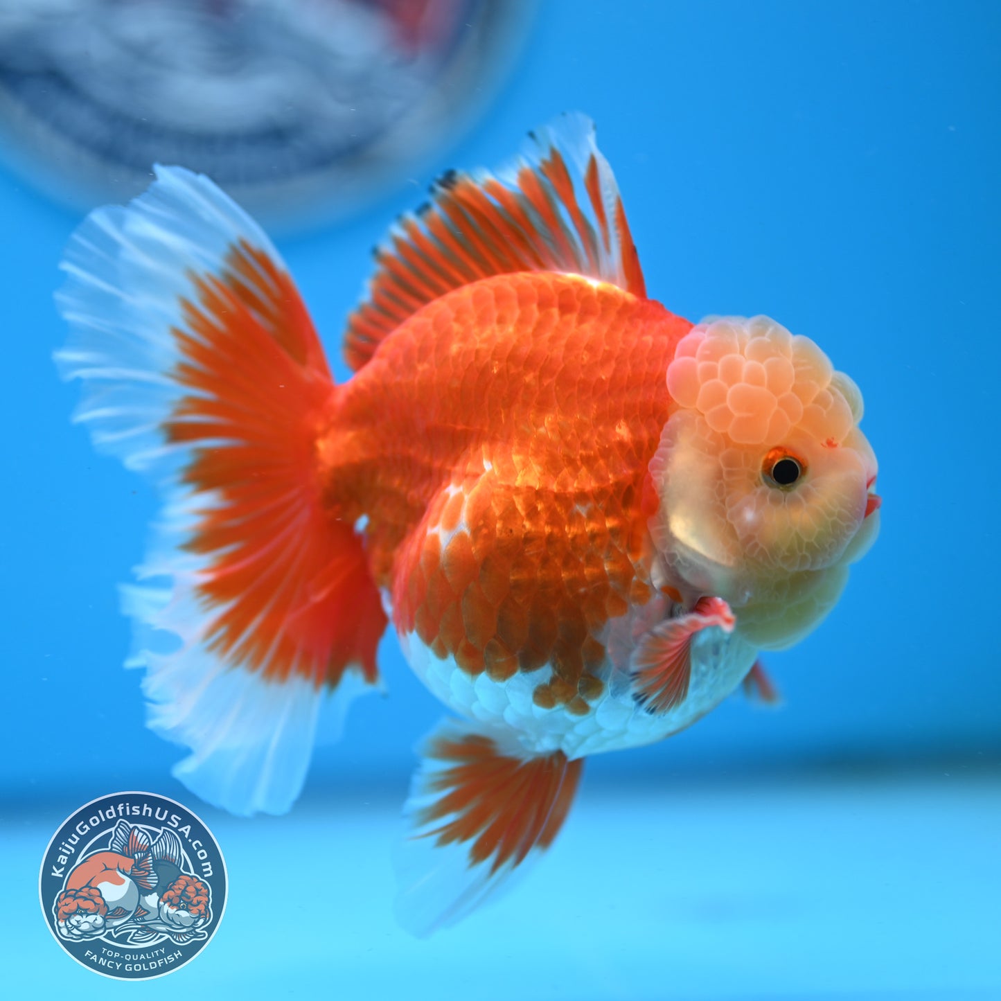 Jade Head Red White Rose Tail Oranda 3.5 inches Body (250509_OR06)
