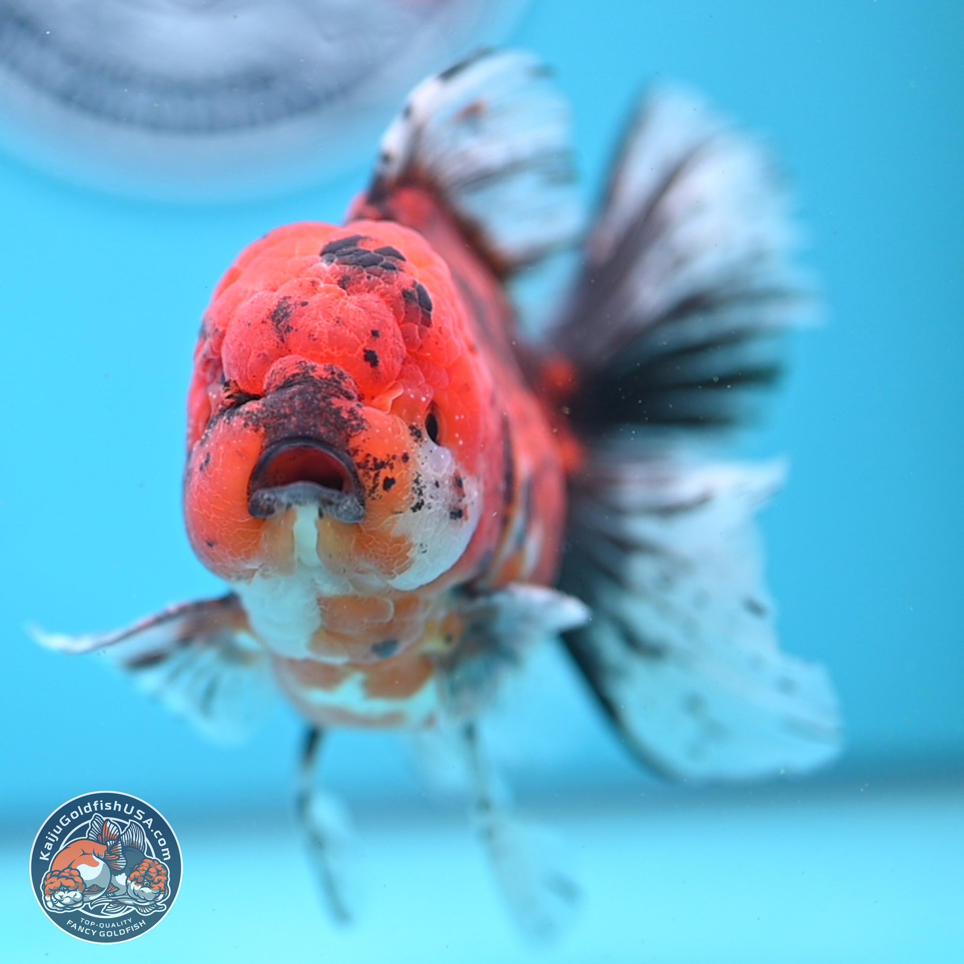 Tricolor Tiger Rose Tail Oranda 6 inches - Male (241122_OR06) - Kaiju Goldfish USA