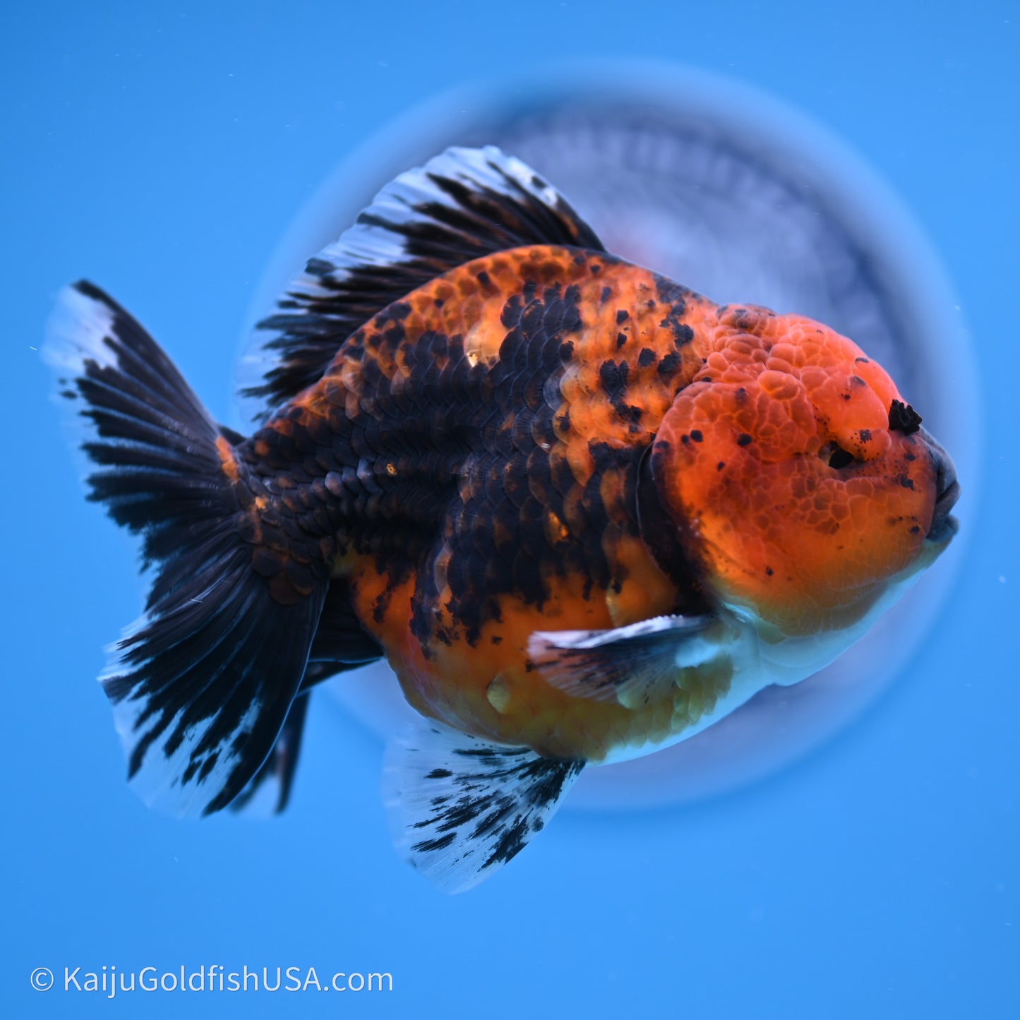 Shogun Godzilla Red Kirin Oranda 3.5in Body (240719_OR06) - Kaiju Goldfish USA