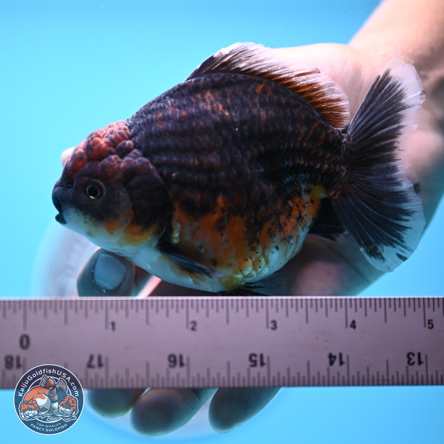 Shogun Kirin Oranda 4-4.5 inches (241004_OR06) - Kaiju Goldfish USA