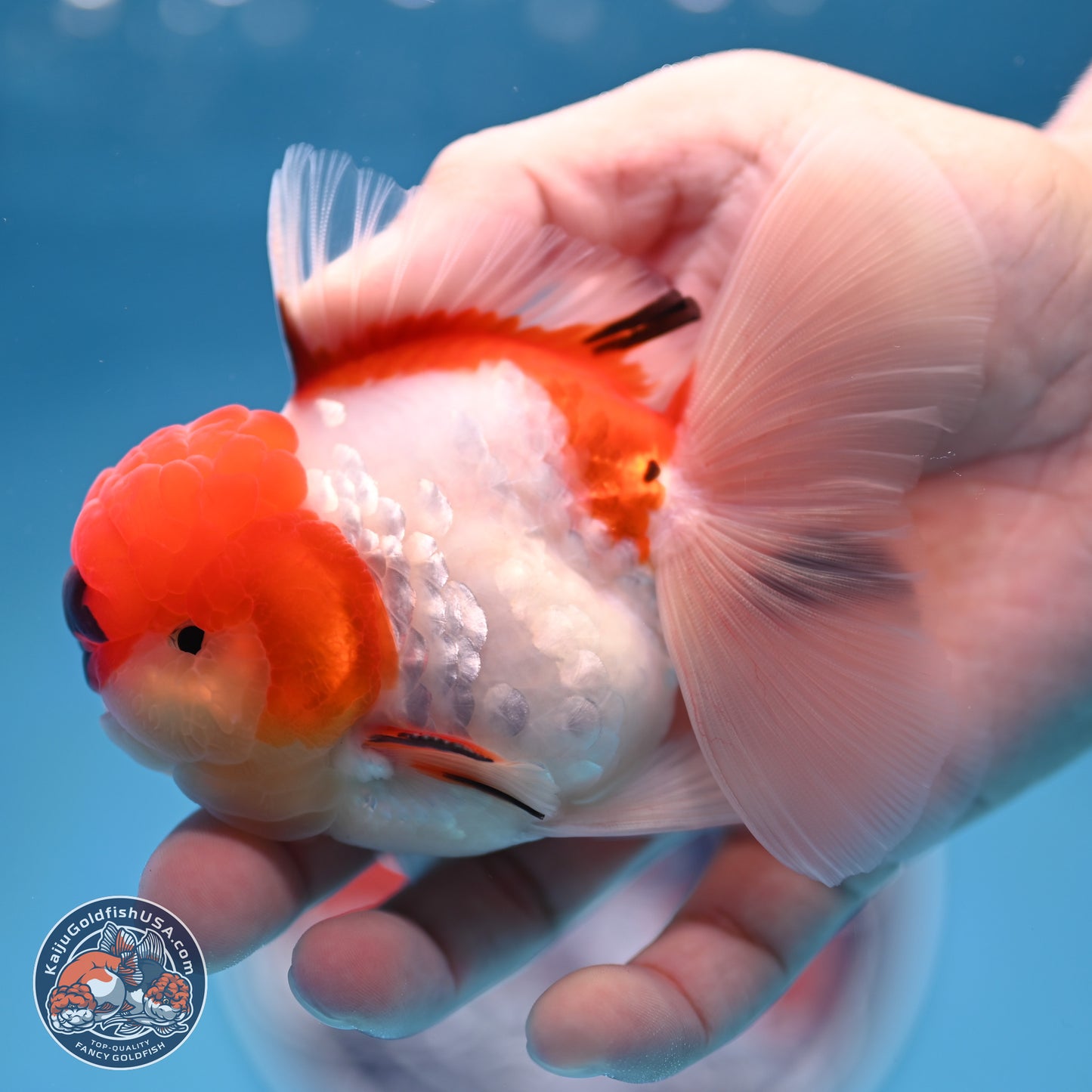 Tricolor Sakura Rose Tail Oranda 3 inches Body - Male (250314_OR06)
