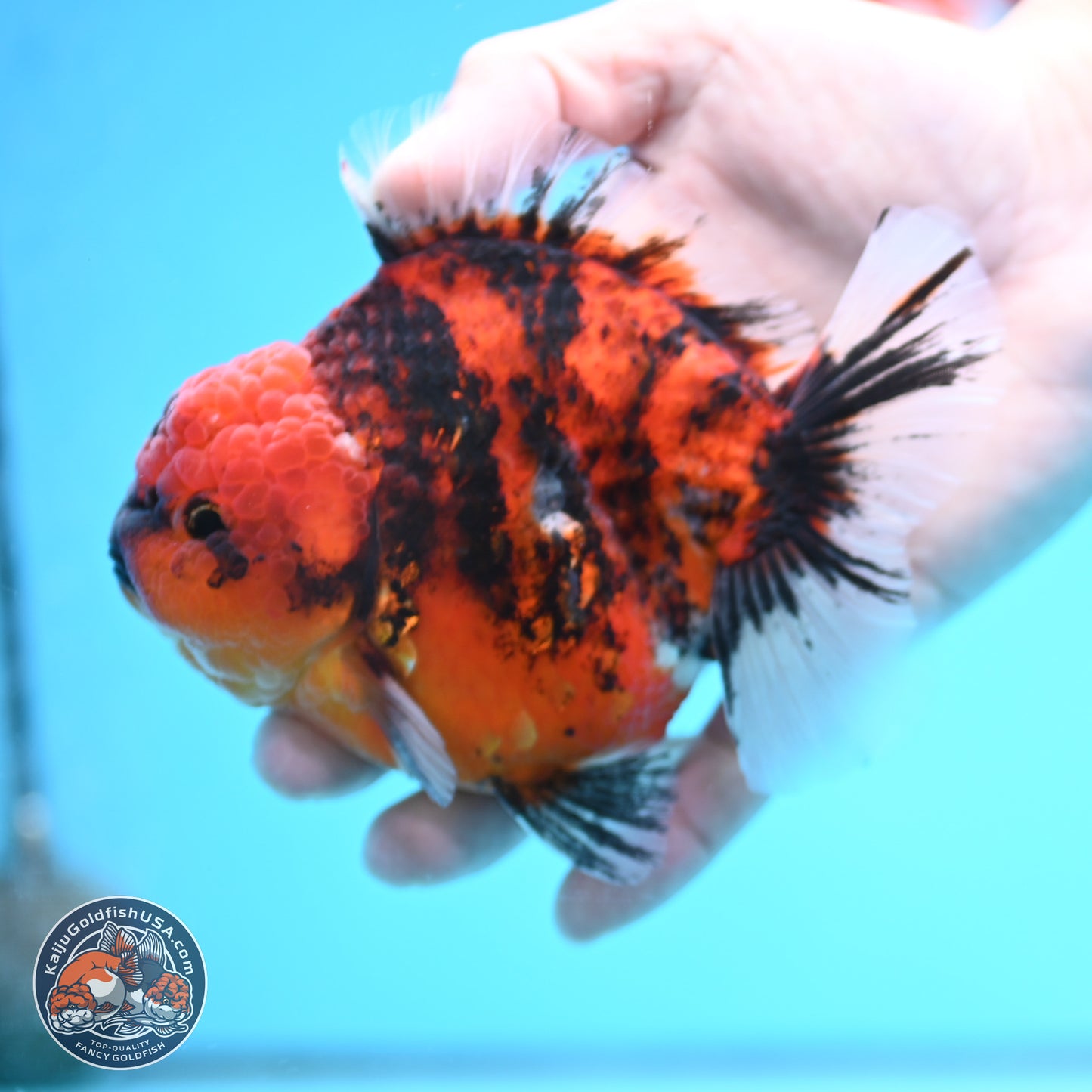 Tiger YuanBao Oranda 4 inches Body - Male (250404_OR06)