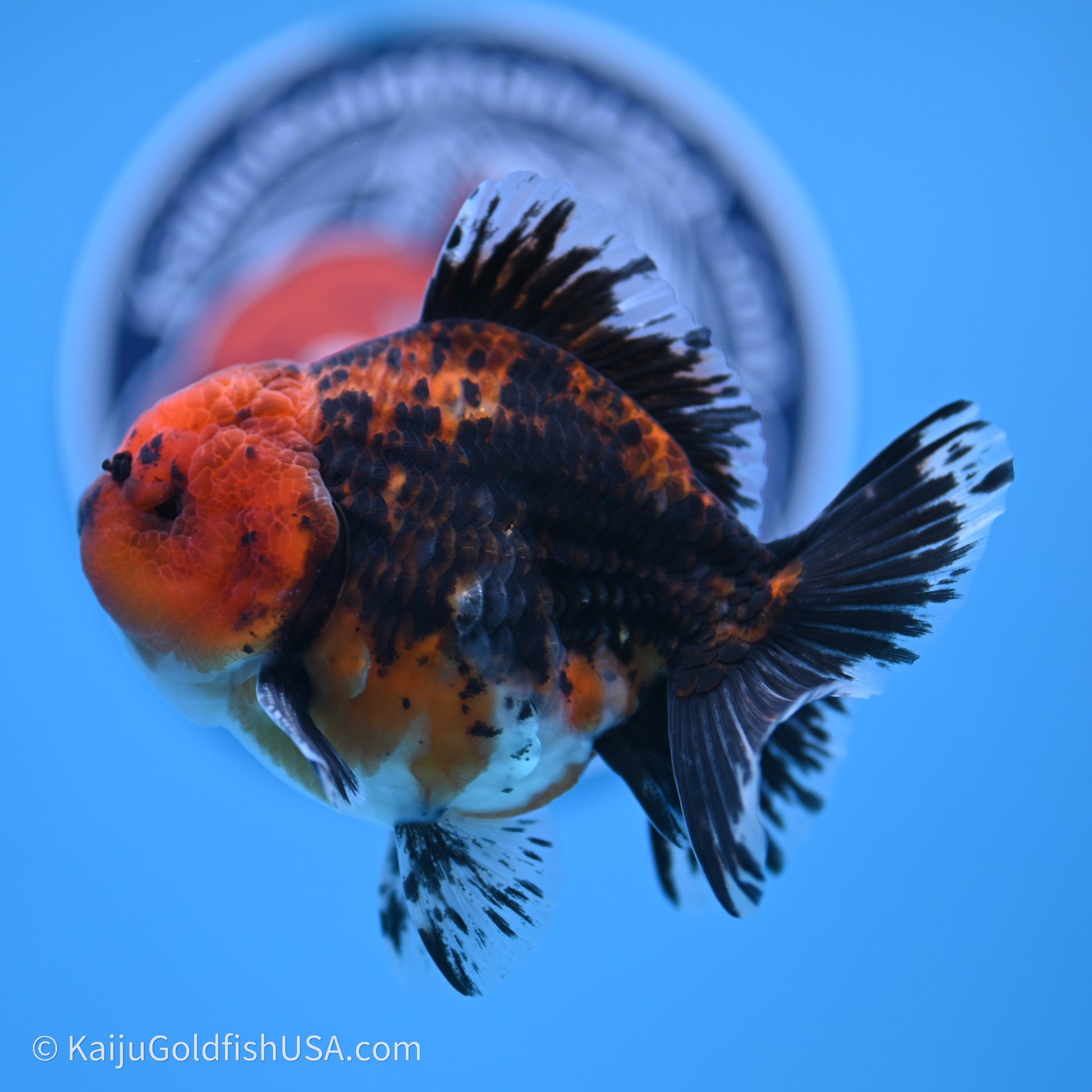 Shogun Godzilla Red Kirin Oranda 3.5in Body (240719_OR06) - Kaiju Goldfish USA