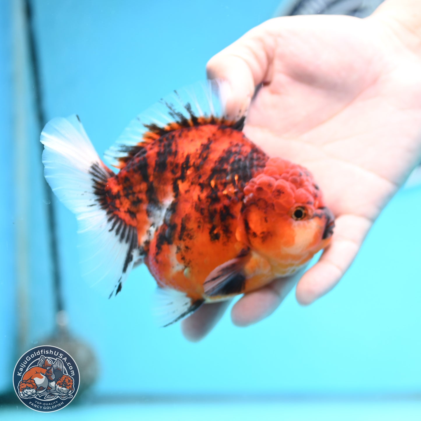 Tiger YuanBao Oranda 4 inches Body - Male (250404_OR06)