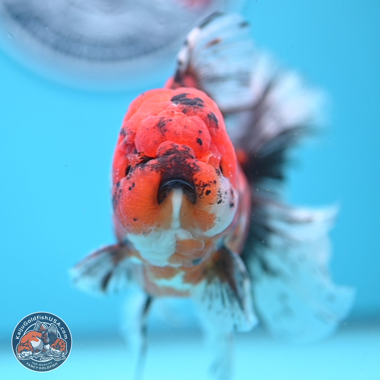 Tricolor Tiger Rose Tail Oranda 6 inches - Male (241122_OR06) - Kaiju Goldfish USA