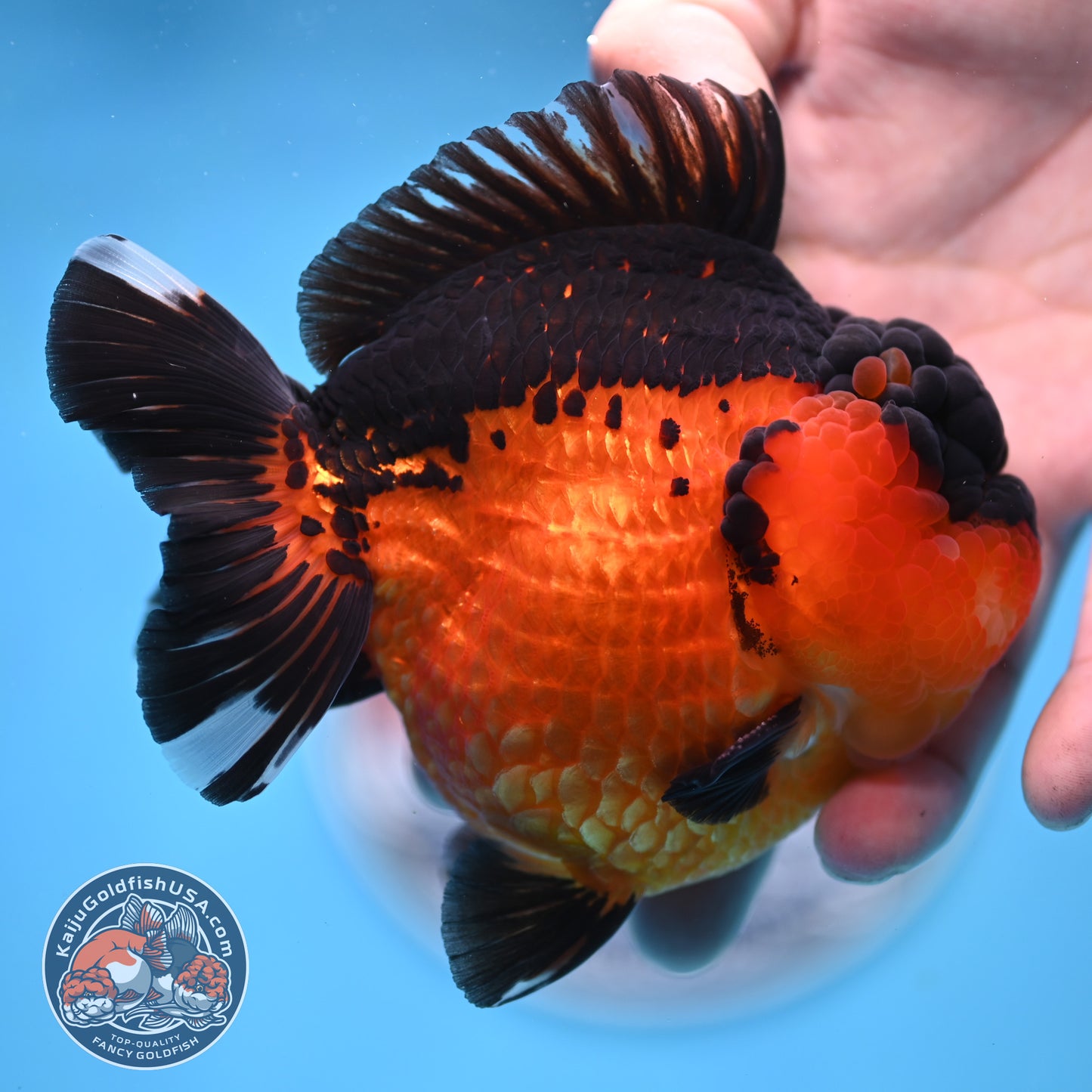 Oranda inch Body (250812_OR03)