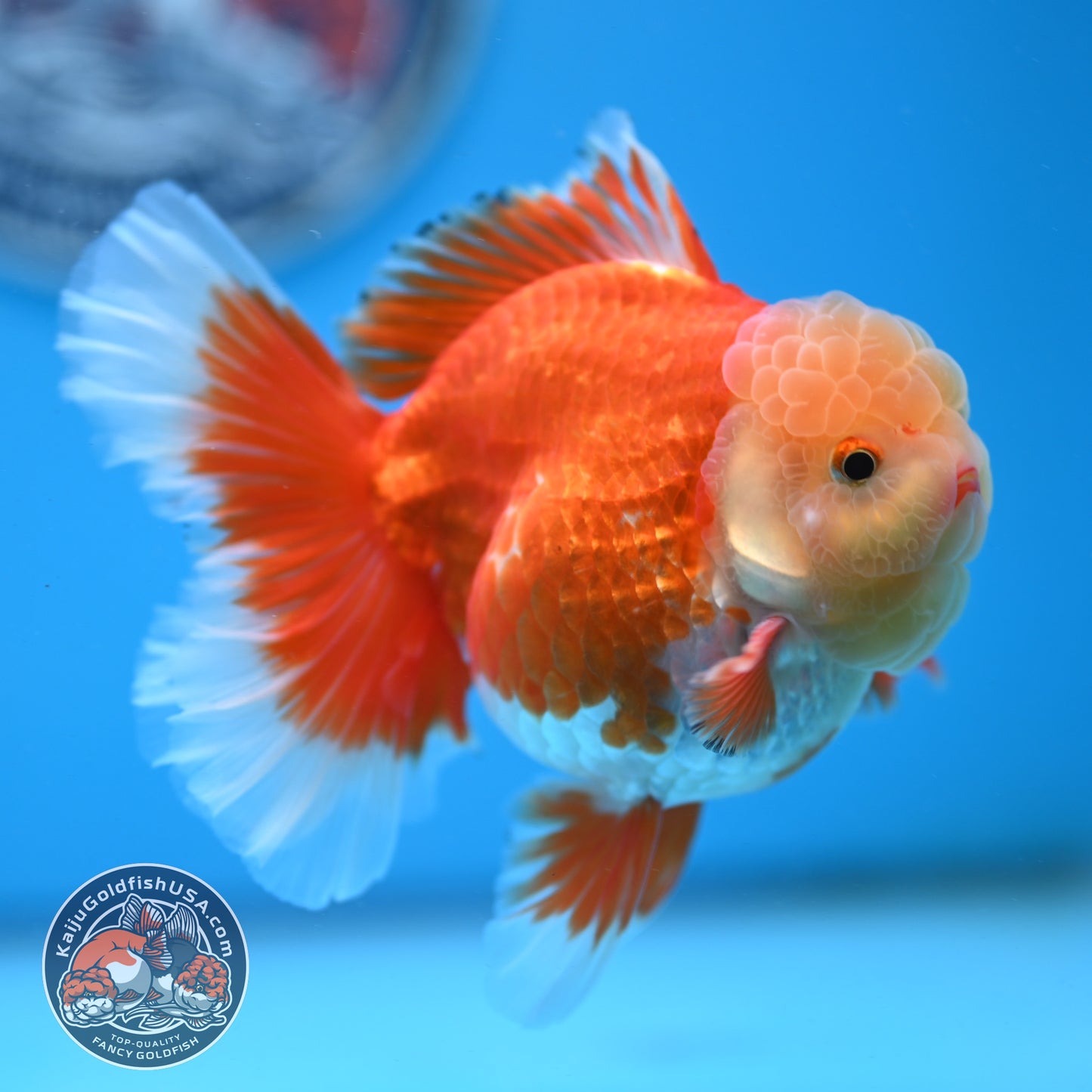 Jade Head Red White Rose Tail Oranda 3.5 inches Body (250509_OR06)
