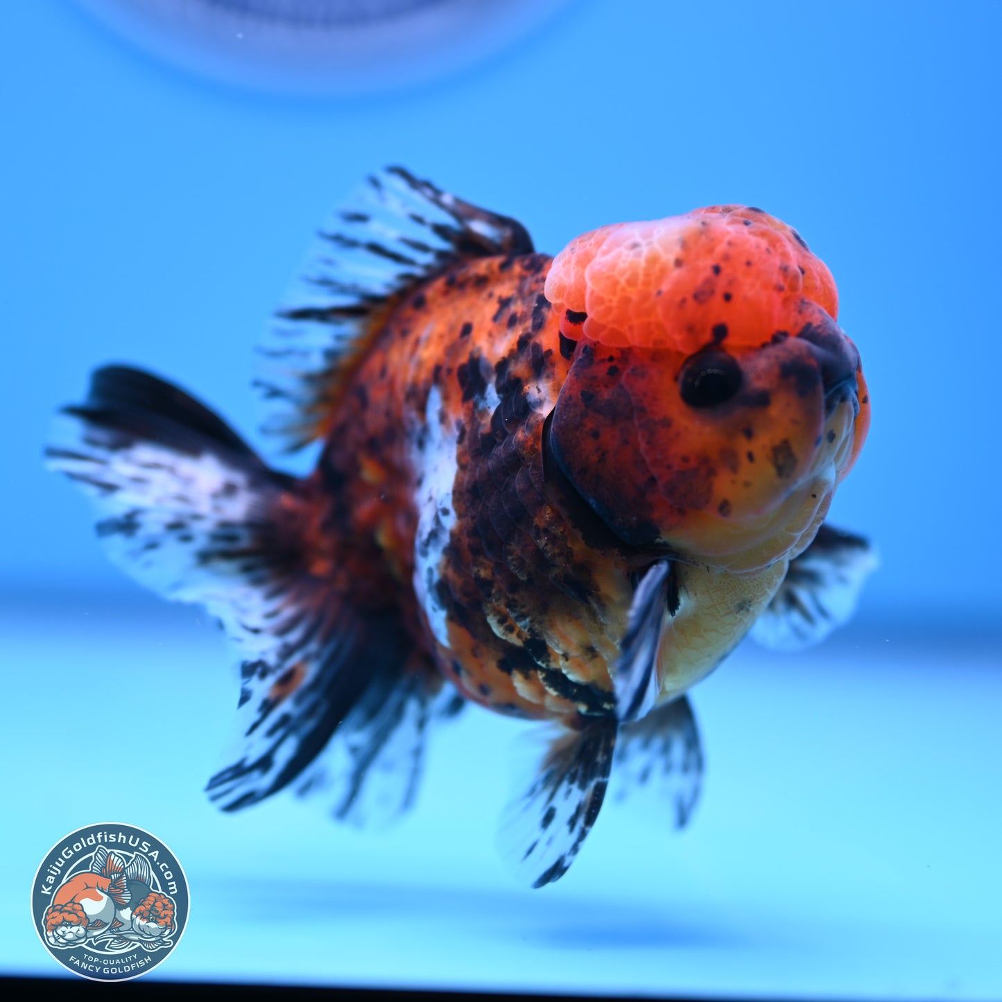 Shogun Tricolor Tiger Oranda 3.5in Body (240816_OR06) - Kaiju Goldfish USA