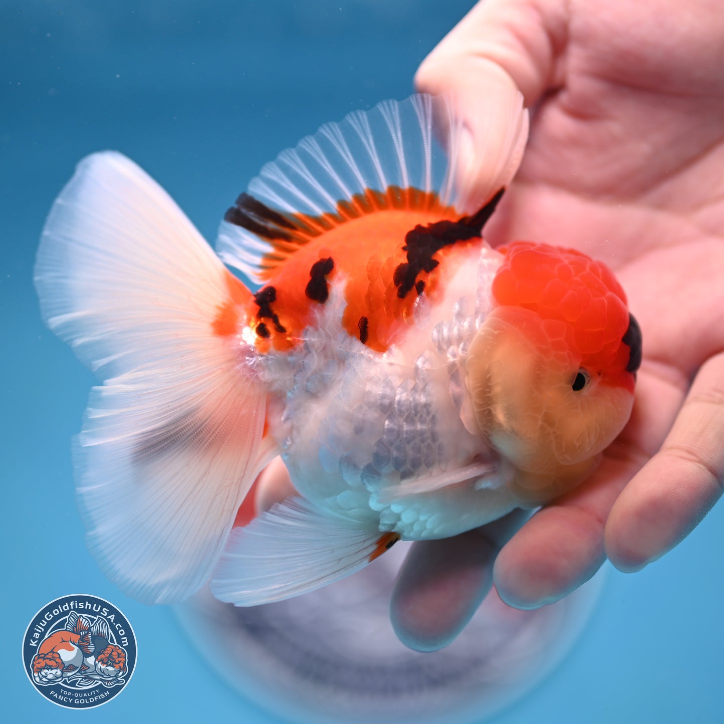 Tricolor Sakura Rose Tail Oranda 3 inches Body - Male (250314_OR06)