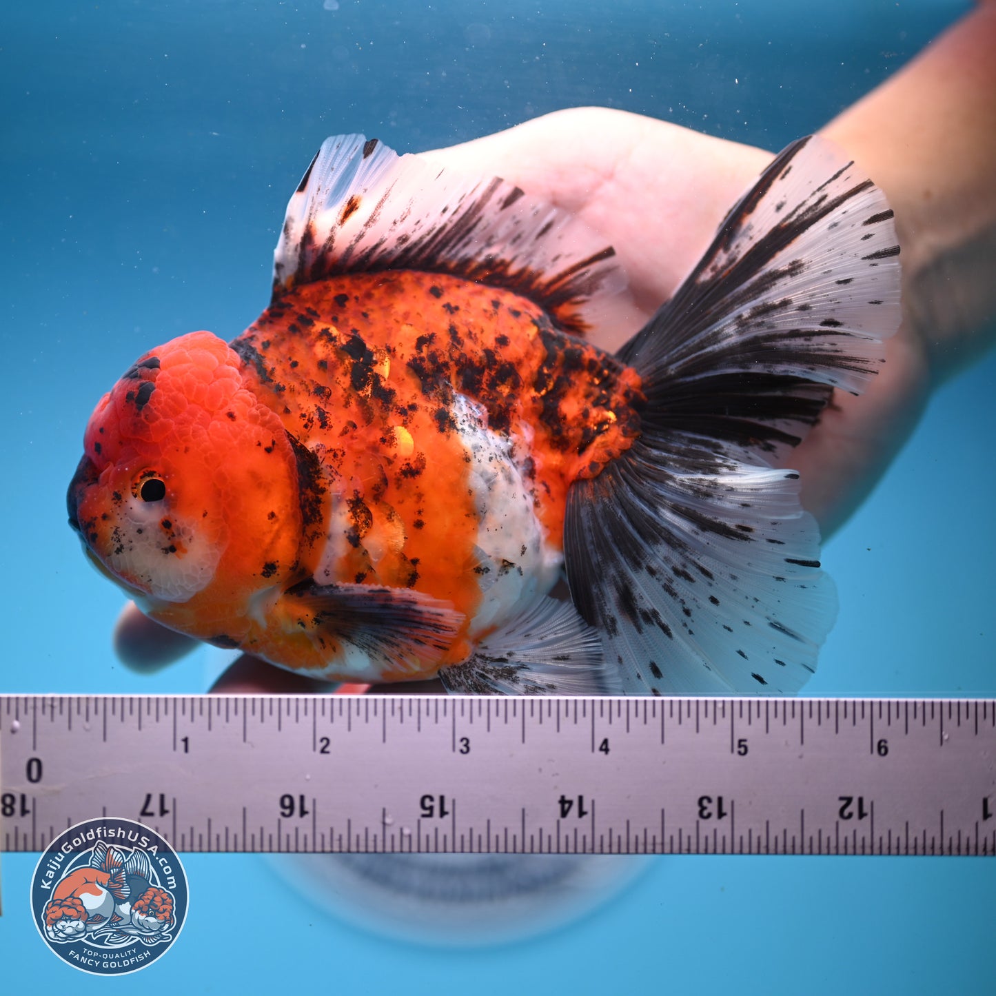 Tricolor Tiger Rose Tail Oranda 6 inches - Male (241122_OR06) - Kaiju Goldfish USA