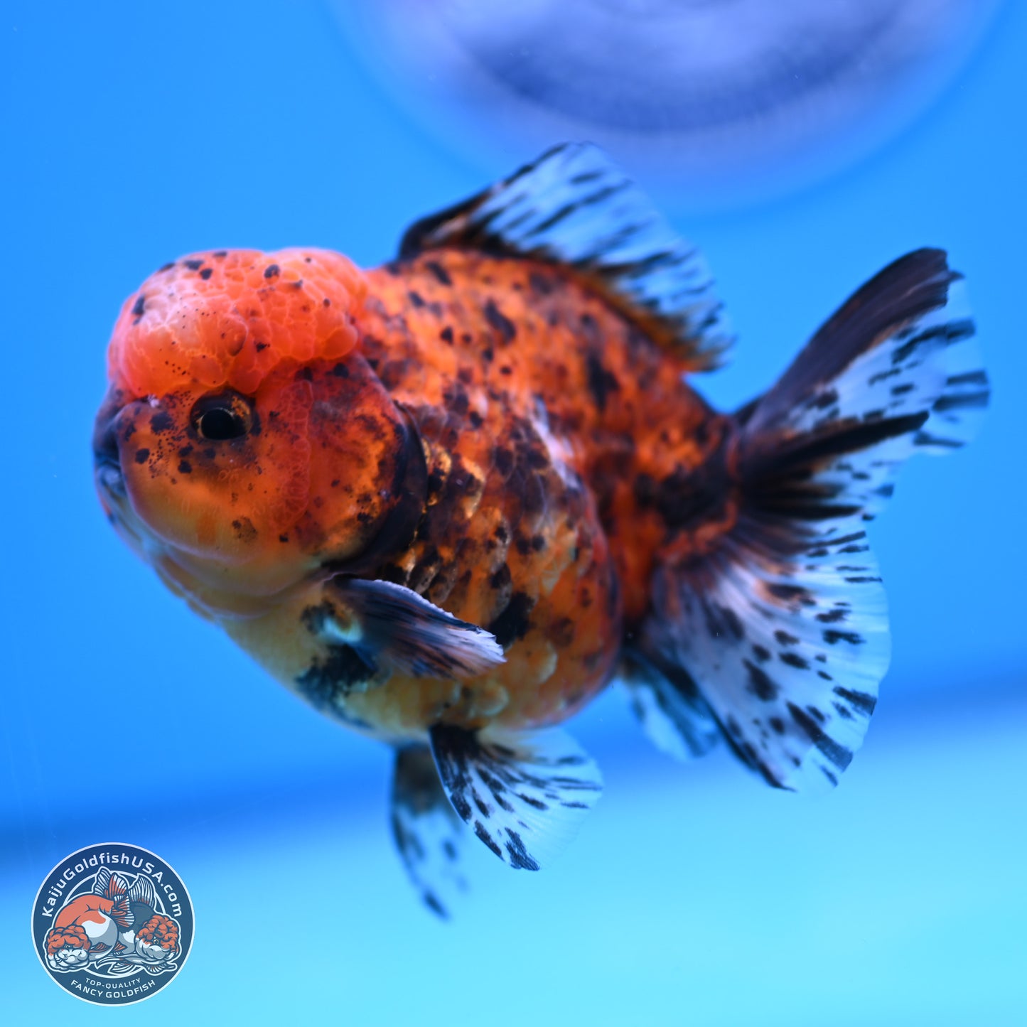 Shogun Tricolor Tiger Oranda 3.5in Body (240816_OR06) - Kaiju Goldfish USA