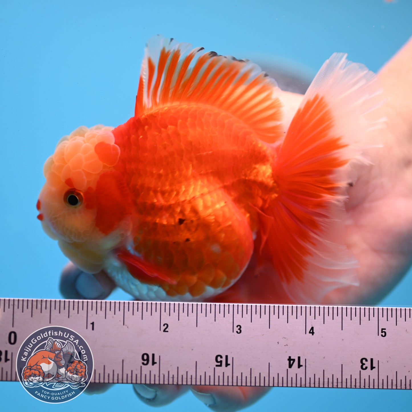 Jade Head Red White Rose Tail Oranda 3.5 inches Body (250509_OR06)