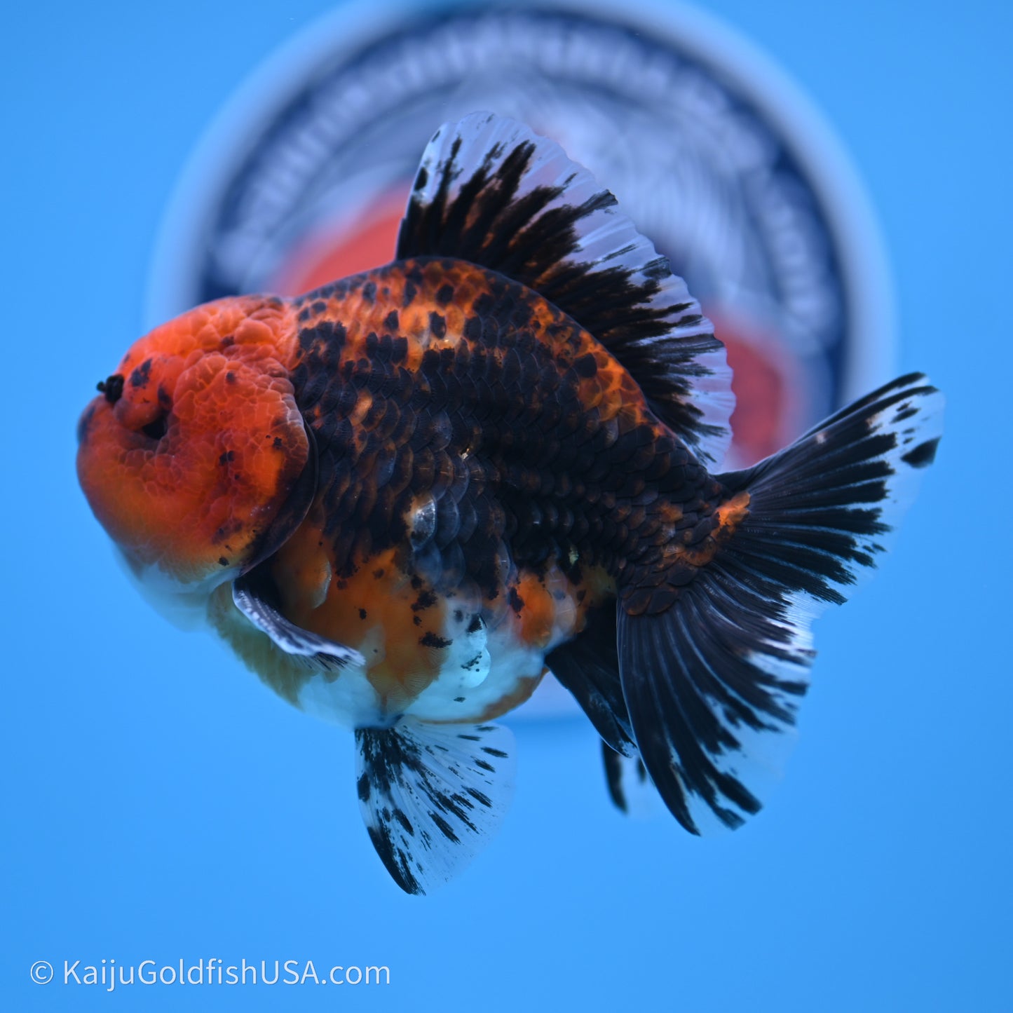 Shogun Godzilla Red Kirin Oranda 3.5in Body (240719_OR06) - Kaiju Goldfish USA