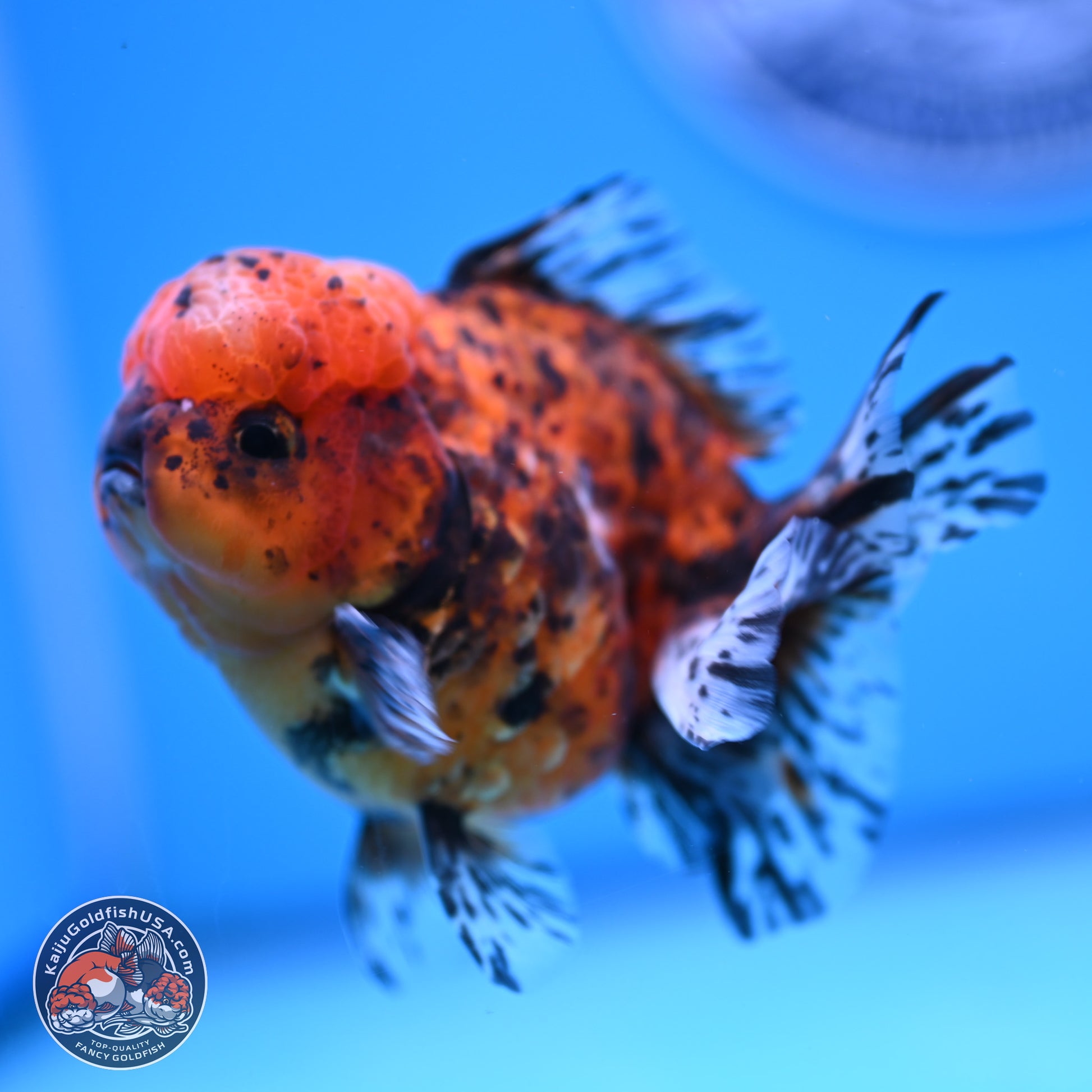 Shogun Tricolor Tiger Oranda 3.5in Body (240816_OR06) - Kaiju Goldfish USA