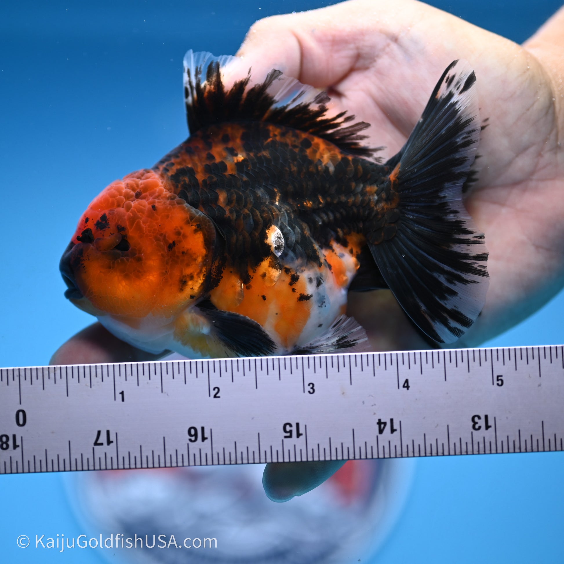 Shogun Godzilla Red Kirin Oranda 3.5in Body (240719_OR06) - Kaiju Goldfish USA