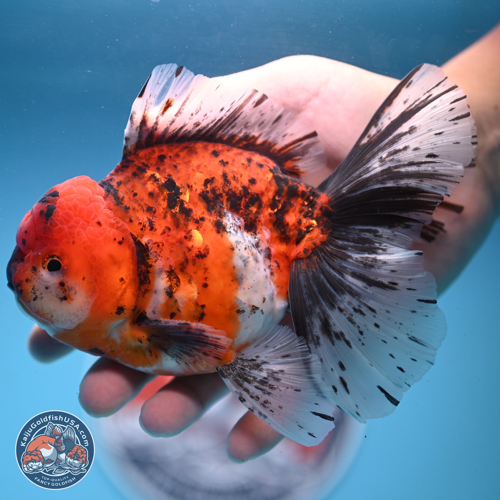 Tricolor Tiger Rose Tail Oranda 6 inches - Male (241122_OR06) - Kaiju Goldfish USA