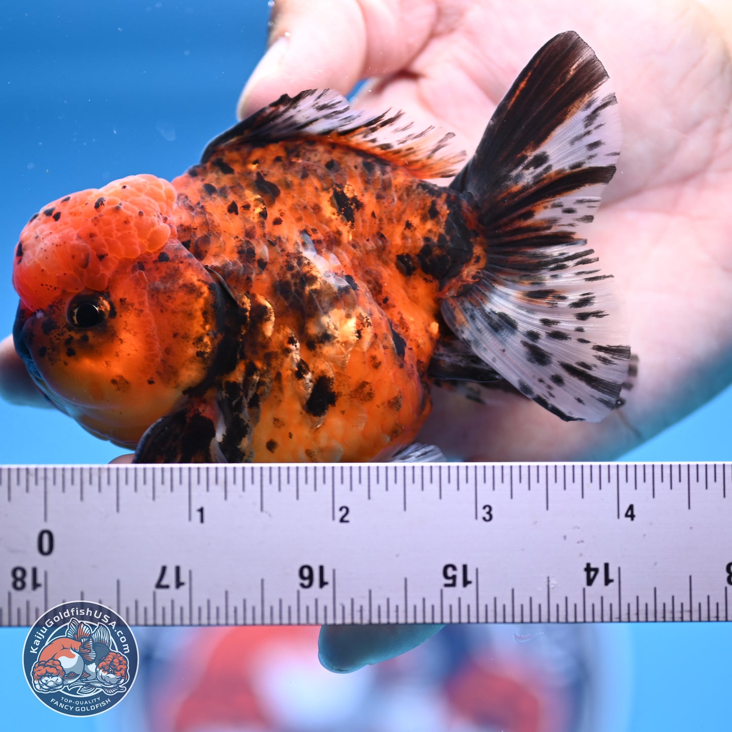 Shogun Tricolor Tiger Oranda 3.5in Body (240816_OR06) - Kaiju Goldfish USA