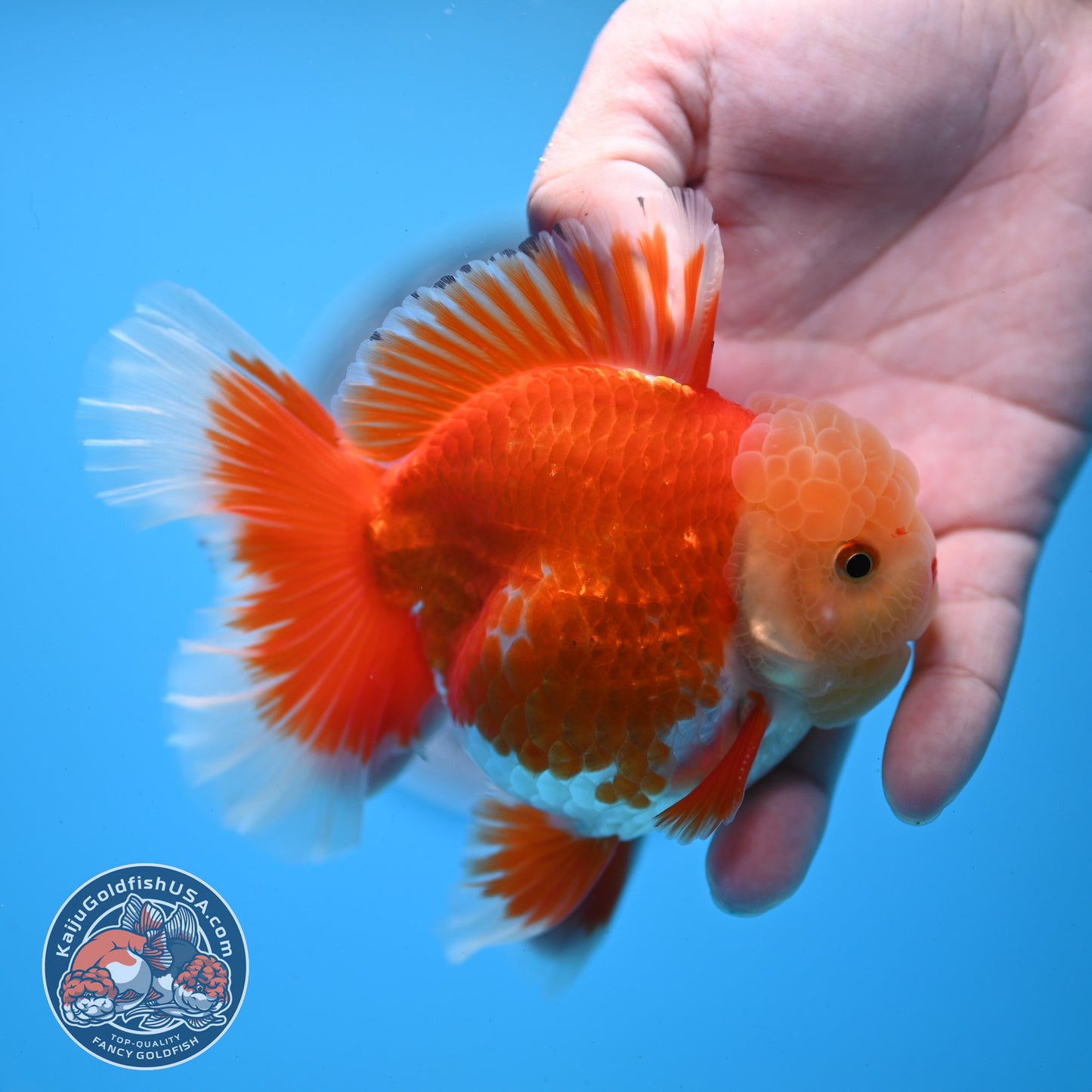 Jade Head Red White Rose Tail Oranda 3.5 inches Body (250509_OR06)
