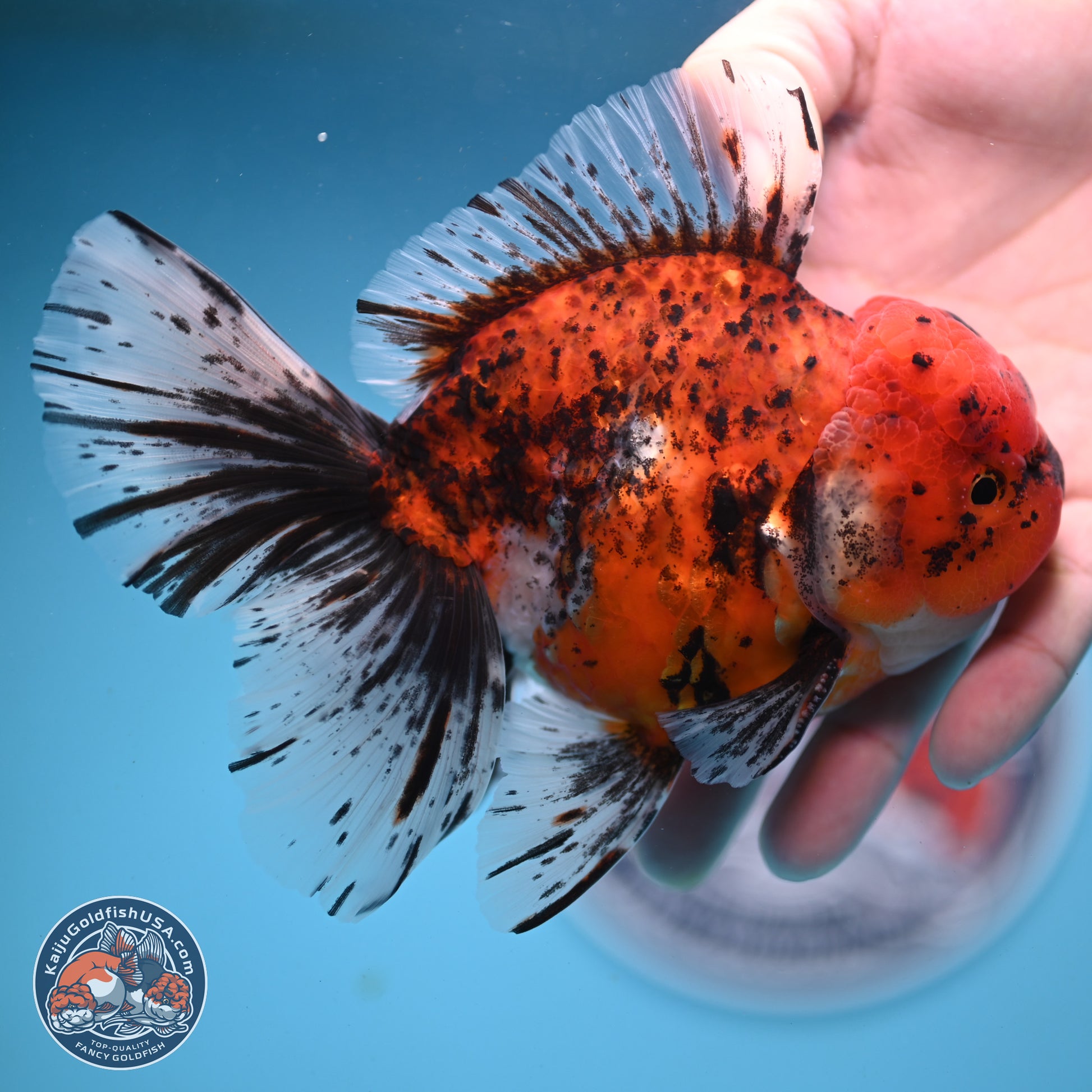 Tricolor Tiger Rose Tail Oranda 6 inches - Male (241122_OR06) - Kaiju Goldfish USA