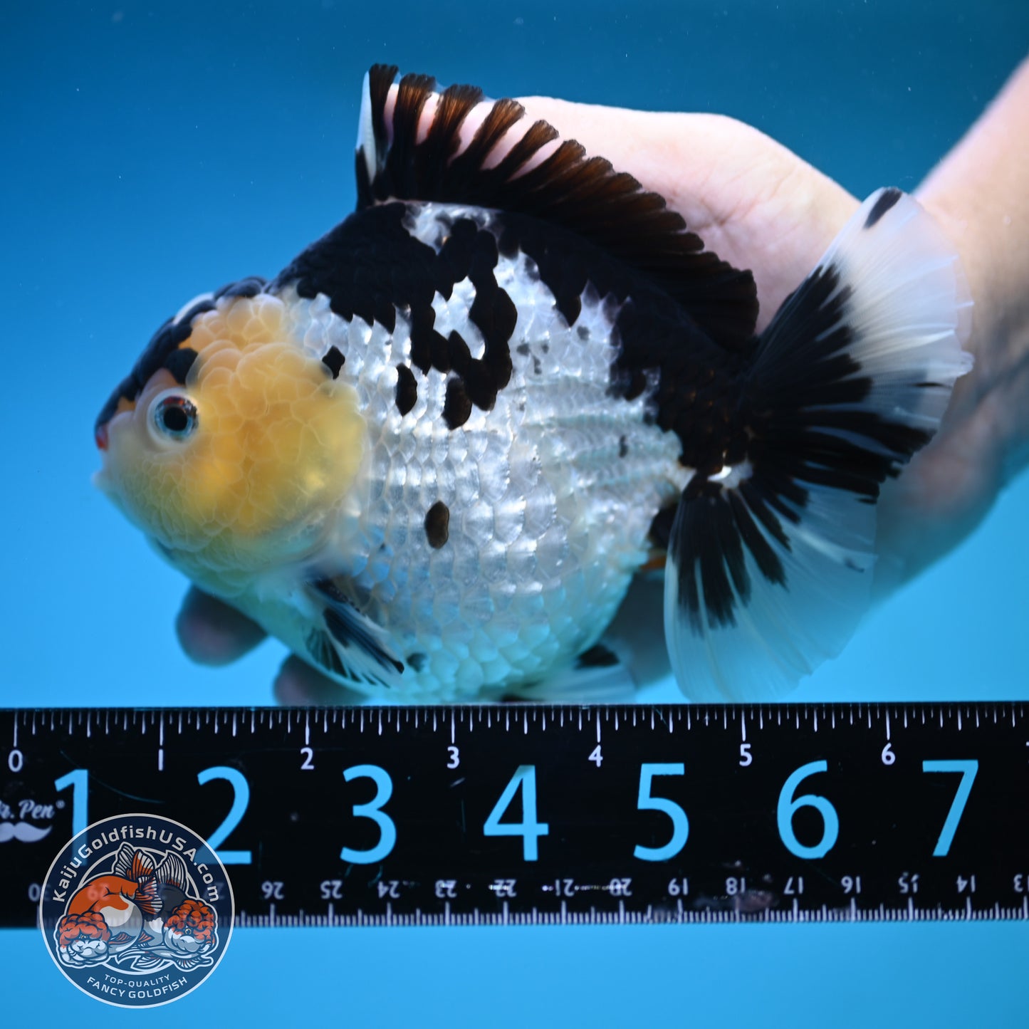 Jumbo Panda Oranda 5 inch Body (250905_OR06)