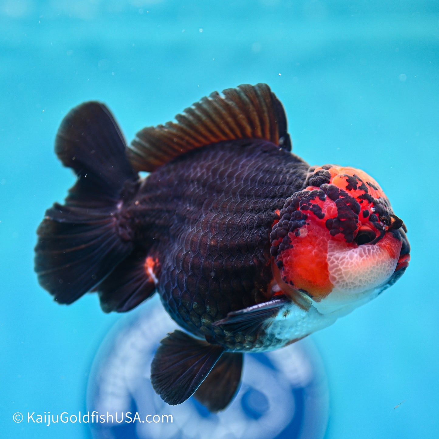 Tricolor YuanBao Oranda 3.5in body (240524_OR06) - Kaiju Goldfish USA