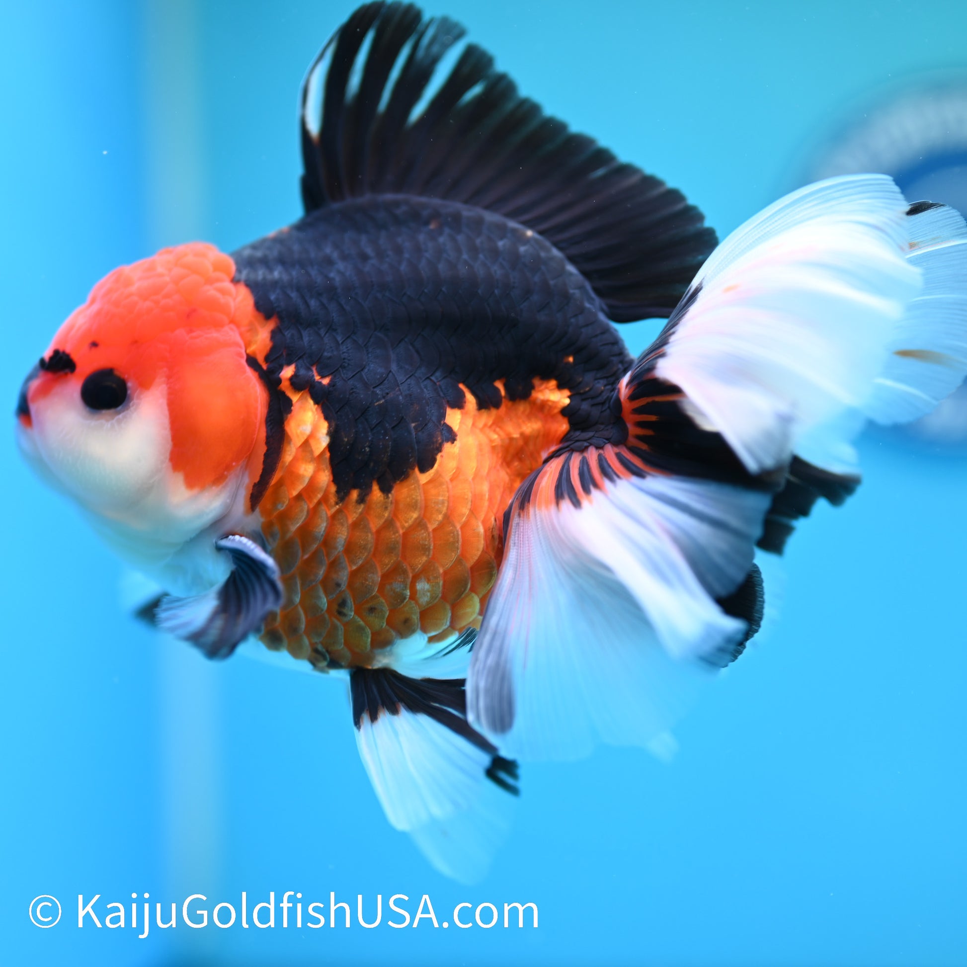 Jumbo Tricolor Rose Tail Oranda 6 inches(240503_OR06) - Kaiju Goldfish USA