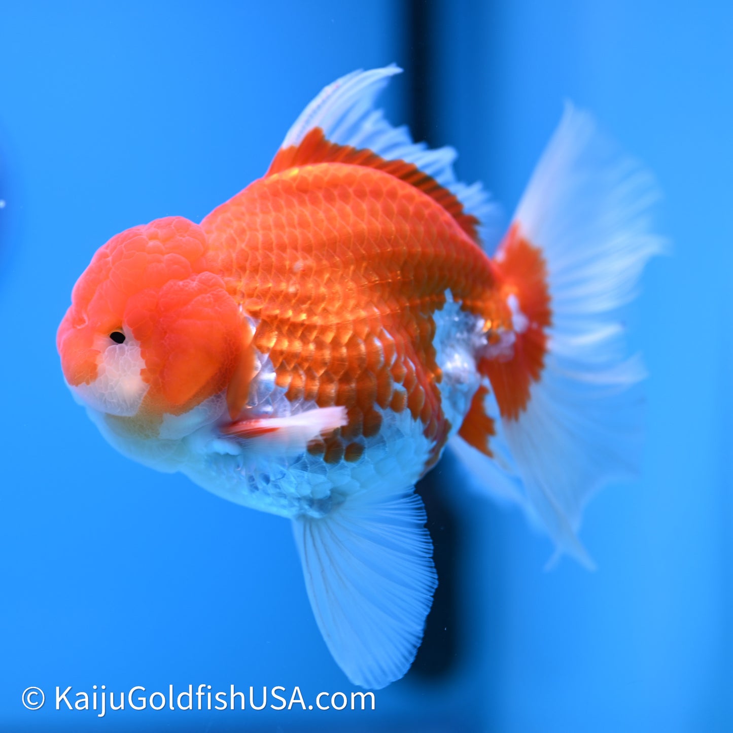 Red White Rose Tail Oranda 4in Body (240621_OR06) - Kaiju Goldfish USA