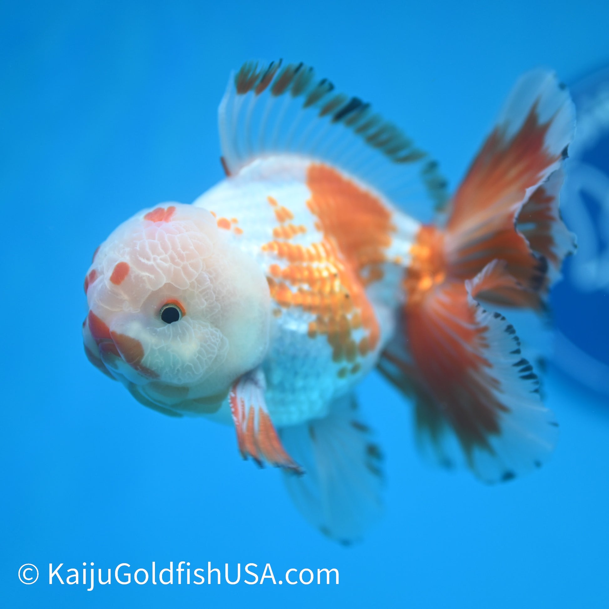 Chicken Face Rose Tail Red White Oranda 4 -4.5 inches (240322_OR6) - Kaiju Goldfish USA