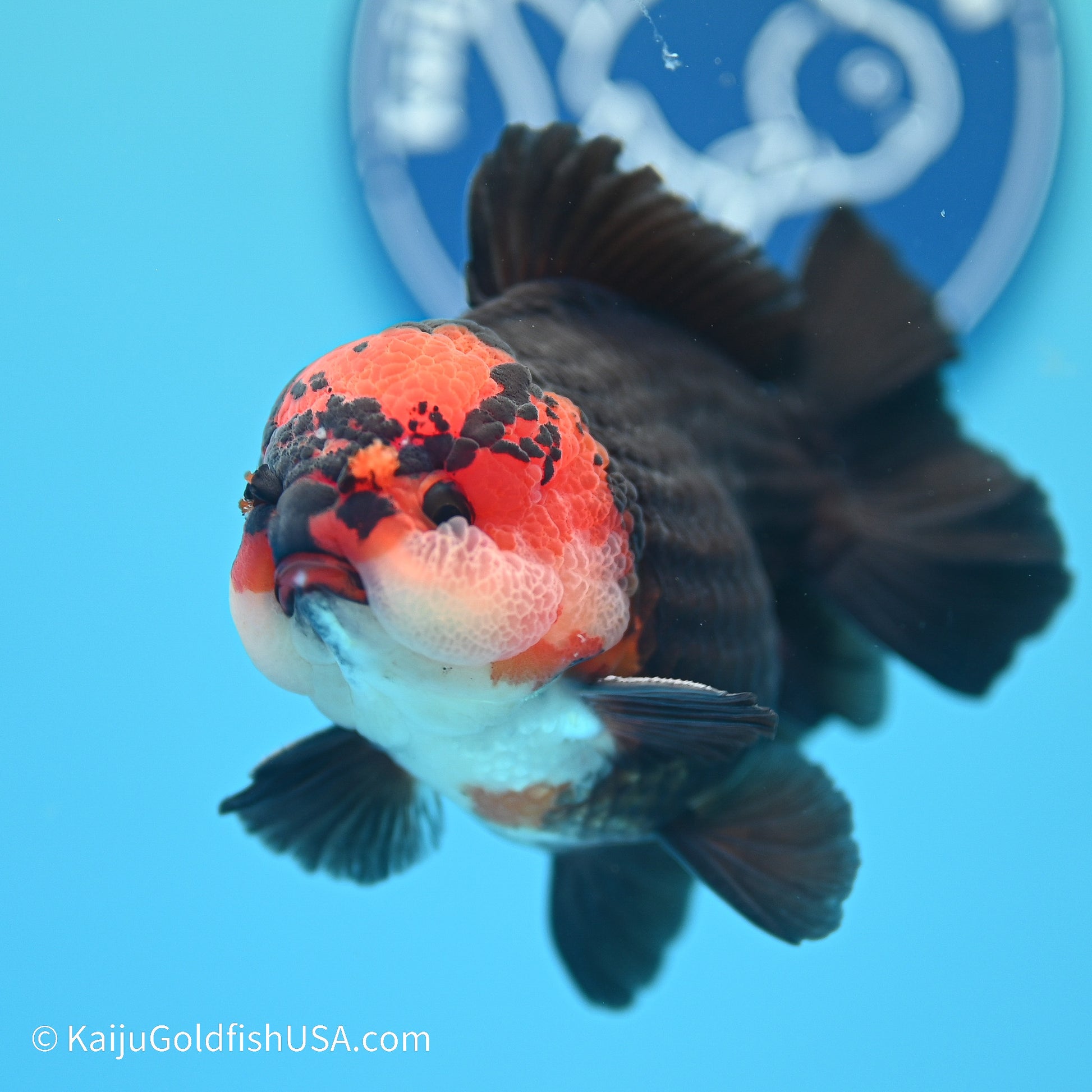 Tricolor YuanBao Oranda 3.5in body (240524_OR06) - Kaiju Goldfish USA