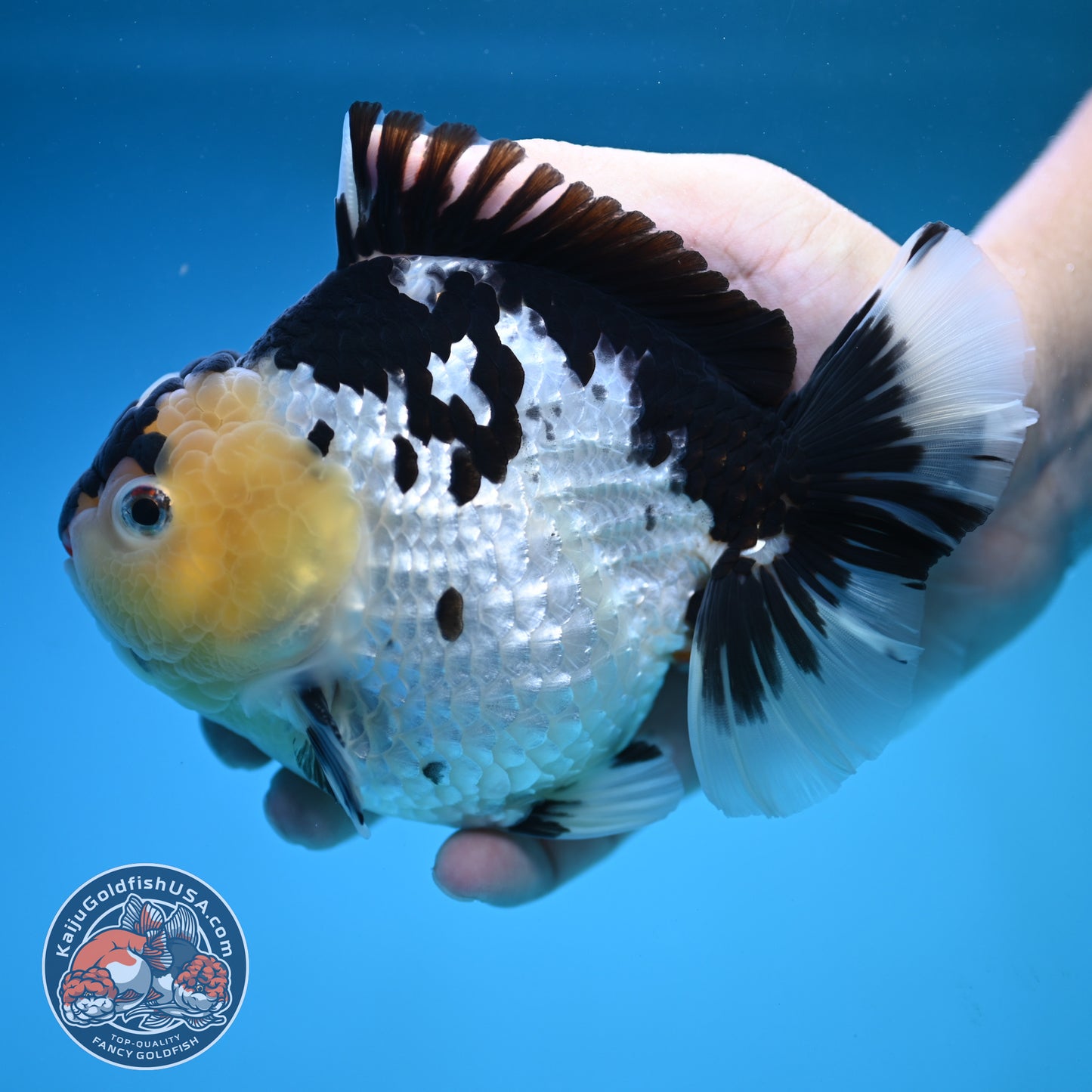 Jumbo Panda Oranda 5 inch Body (250905_OR06)